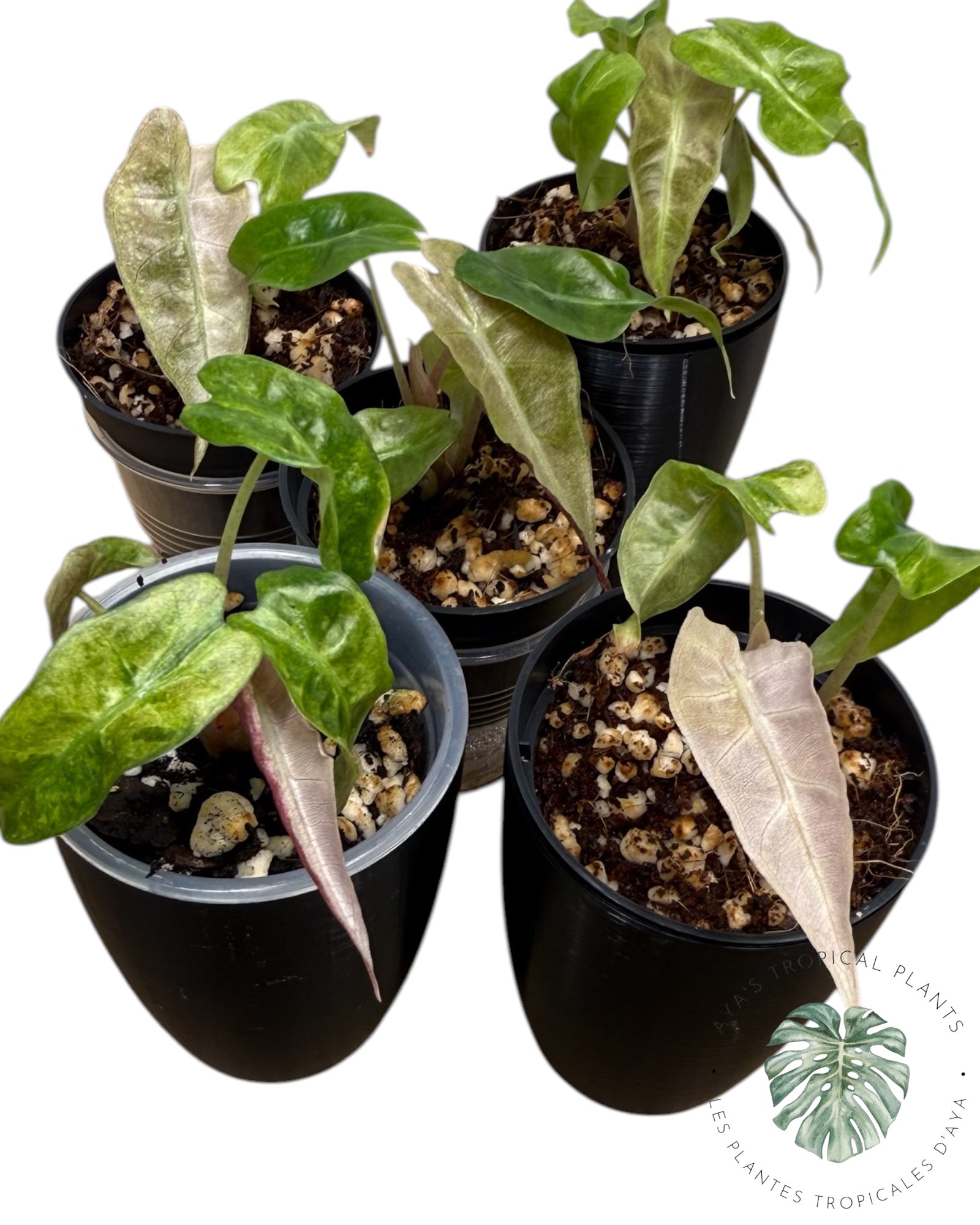 Alocasia Polly Aurea Variegated Black *Grower’s Choice*