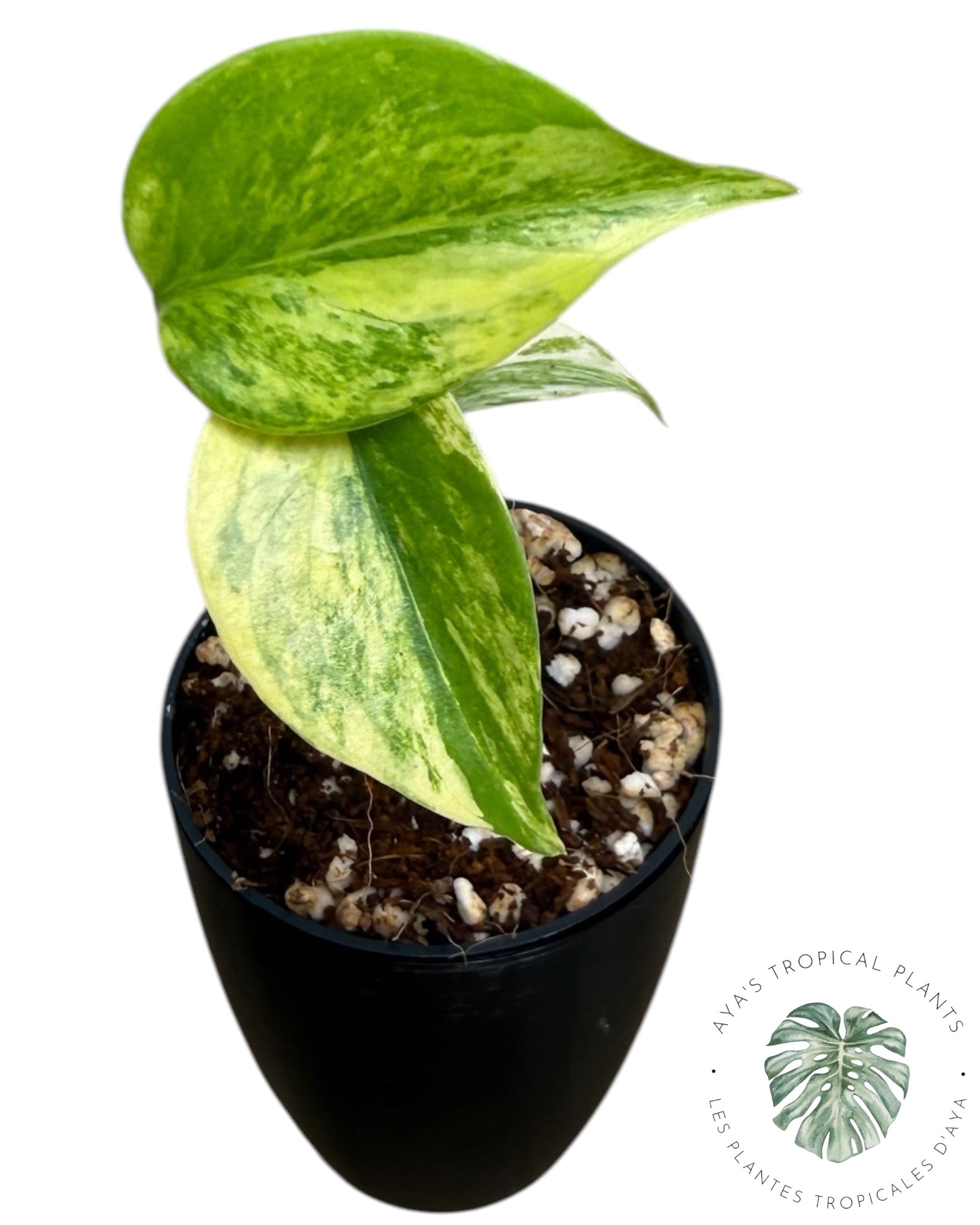 Monstera Aurea Variegated