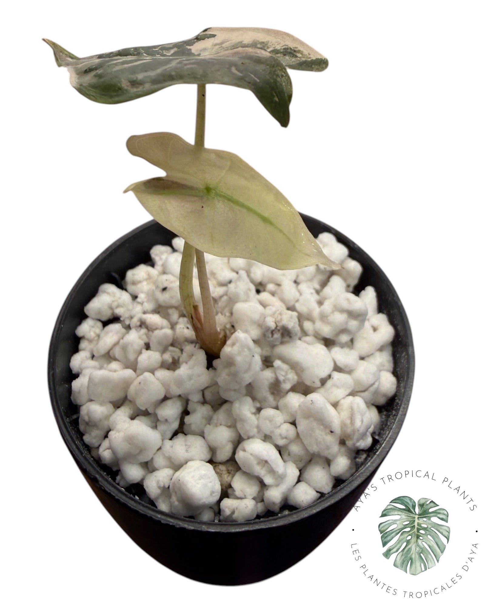 Alocasia Nobilis Pink Variegated