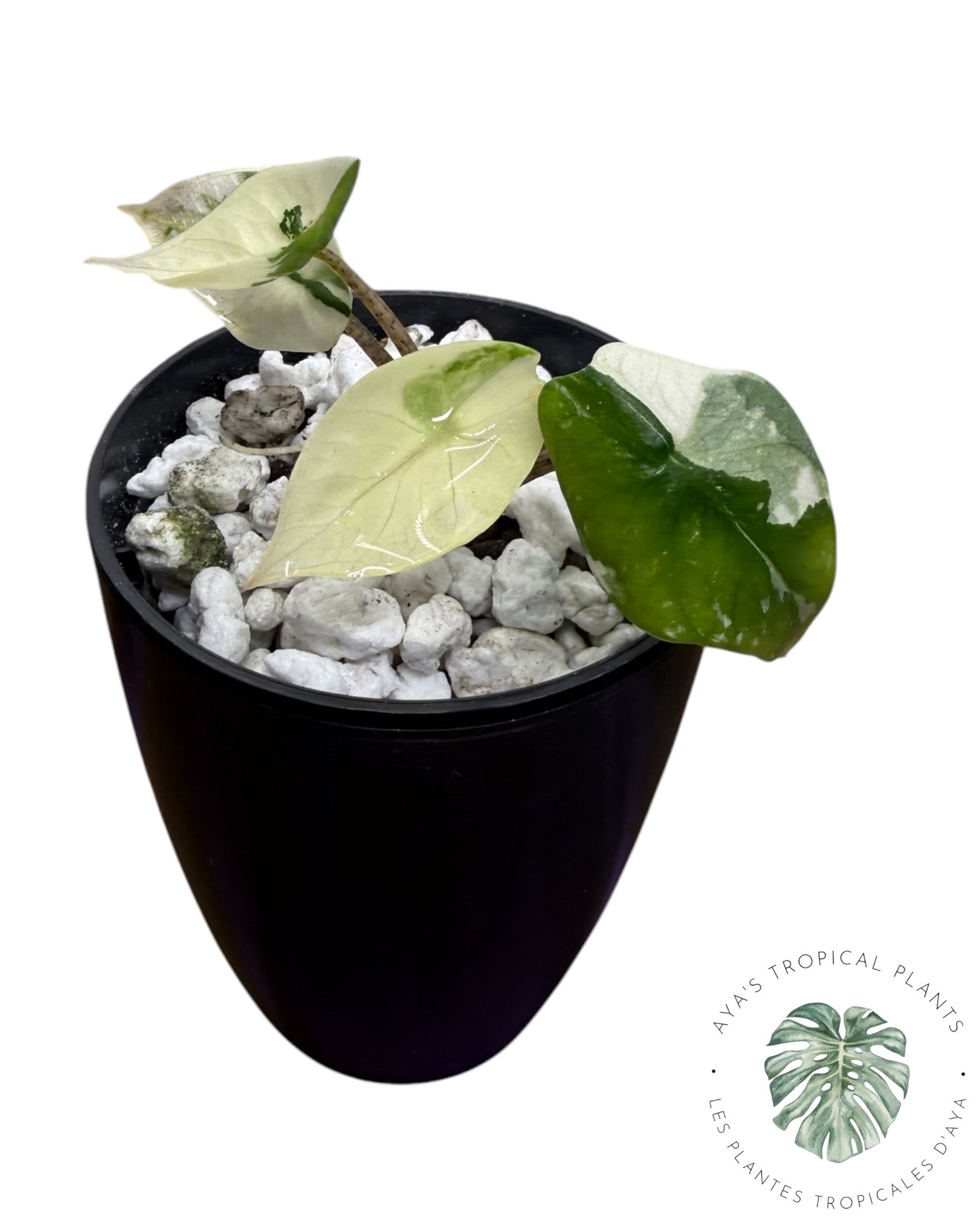 Alocasia Heterophylla Metallic Blue Albo