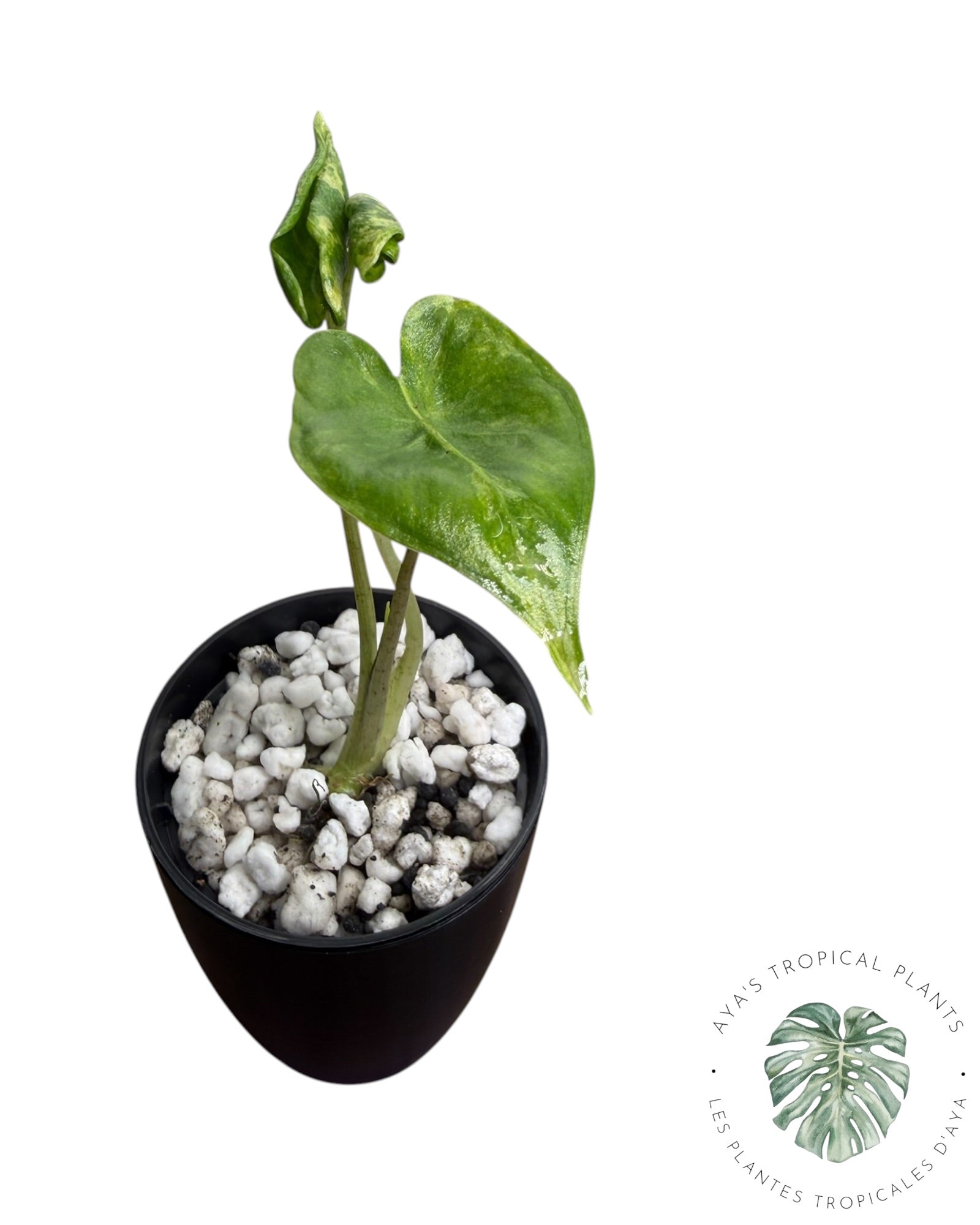 Alocasia Macrorrhizos ‘Shock Treatment’ Aurea Panaché