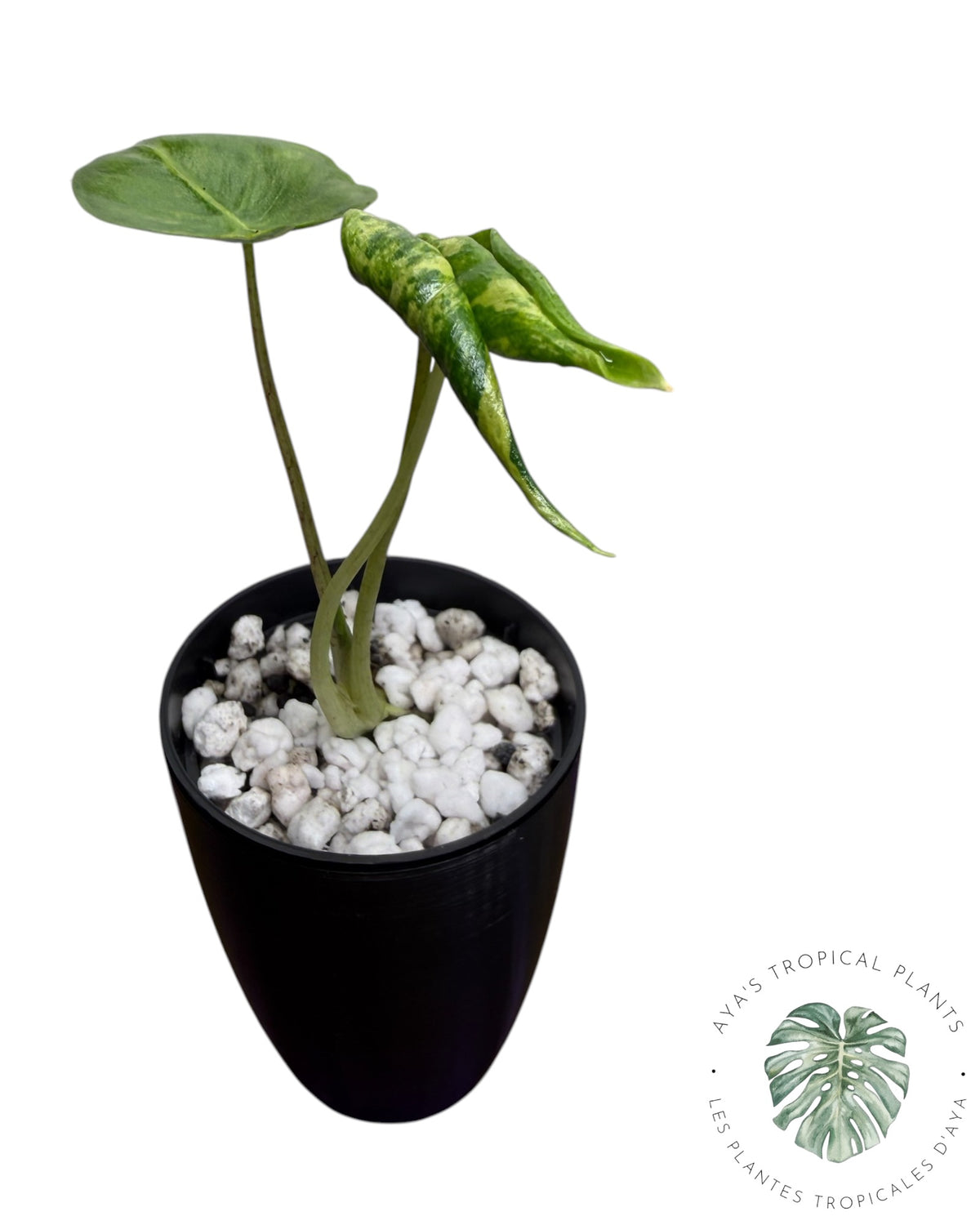 Alocasia Macrorrhizos ‘Shock Treatment’ Aurea Panaché