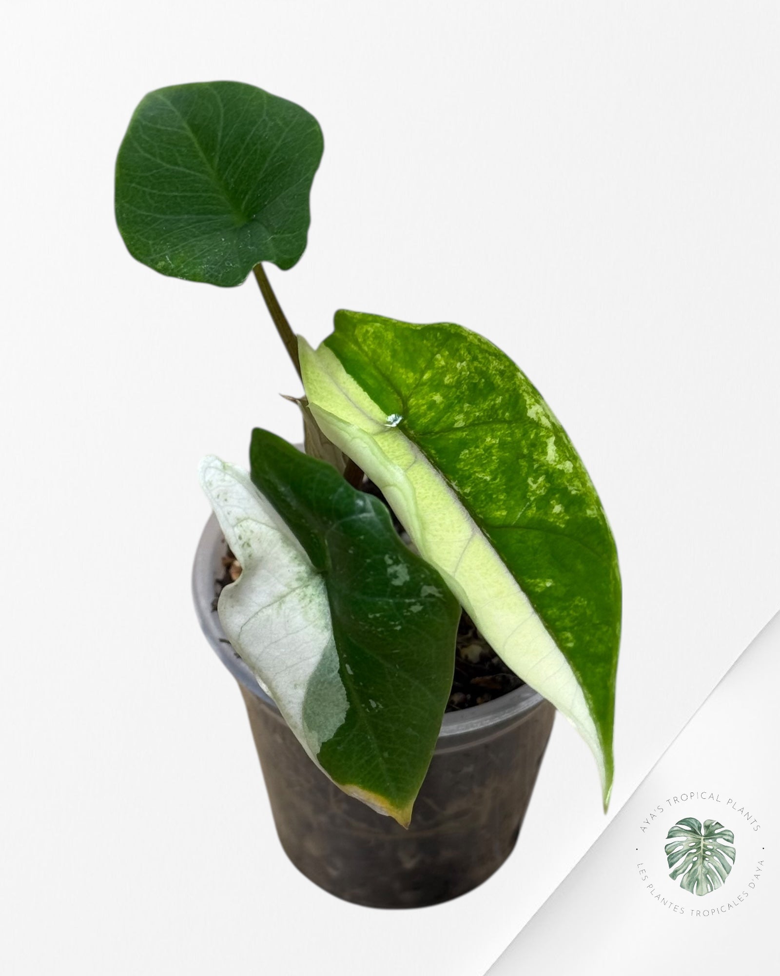 Alocasia Bisma sp. 'Platinum' Albo Variegated - 13E