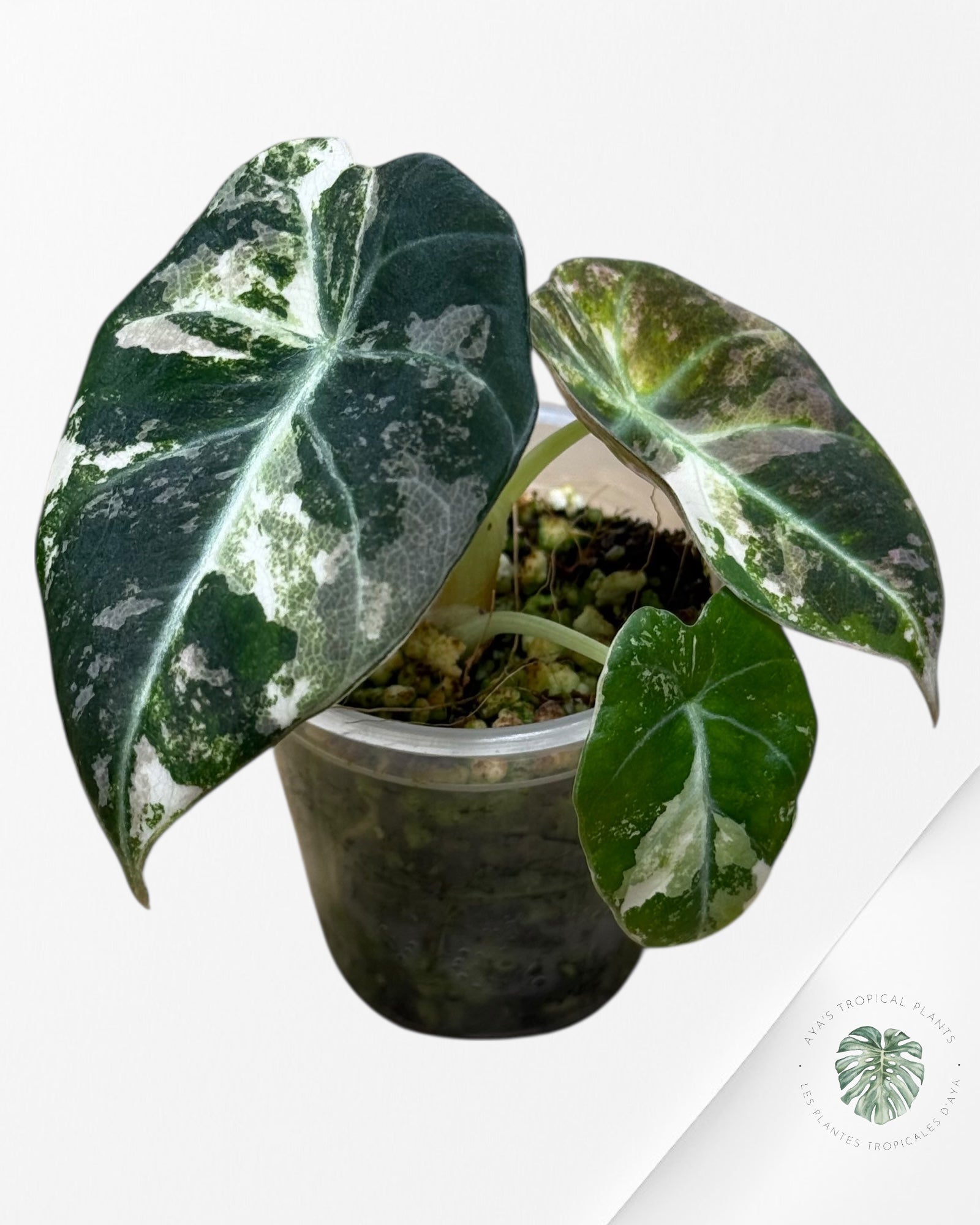 Alocasia Black Velvet Pink Variegated - 30