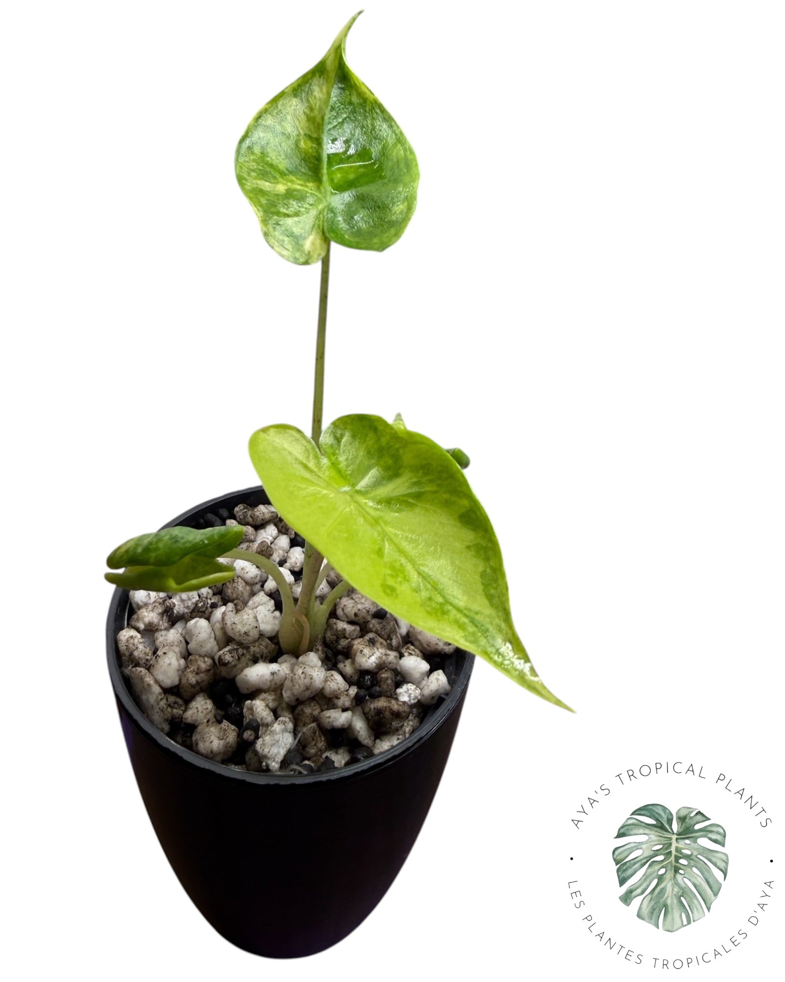 Alocasia Macrorrhizos ‘Shock Treatment’ Aurea Variegated