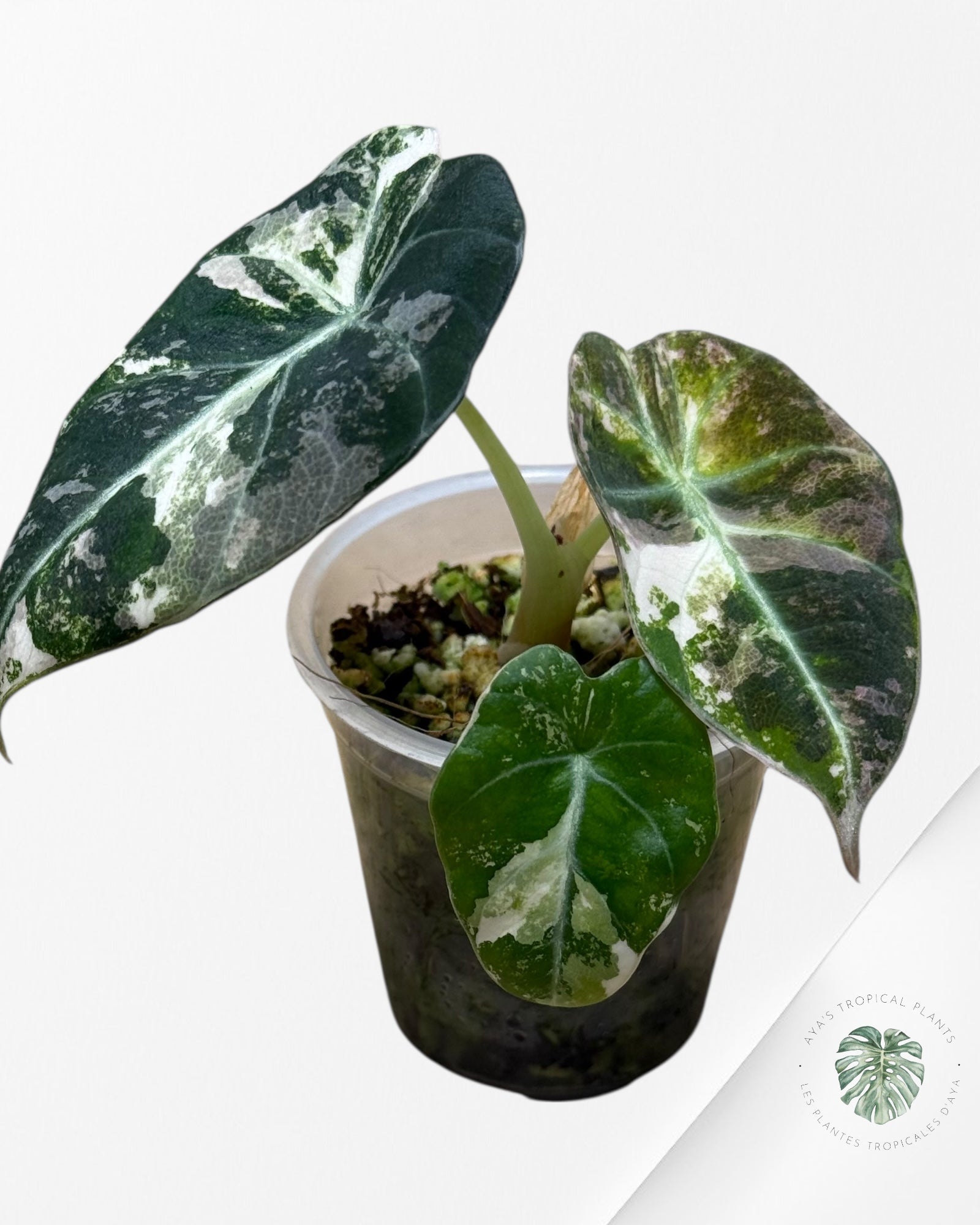 Alocasia Black Velvet Pink Variegated - 30