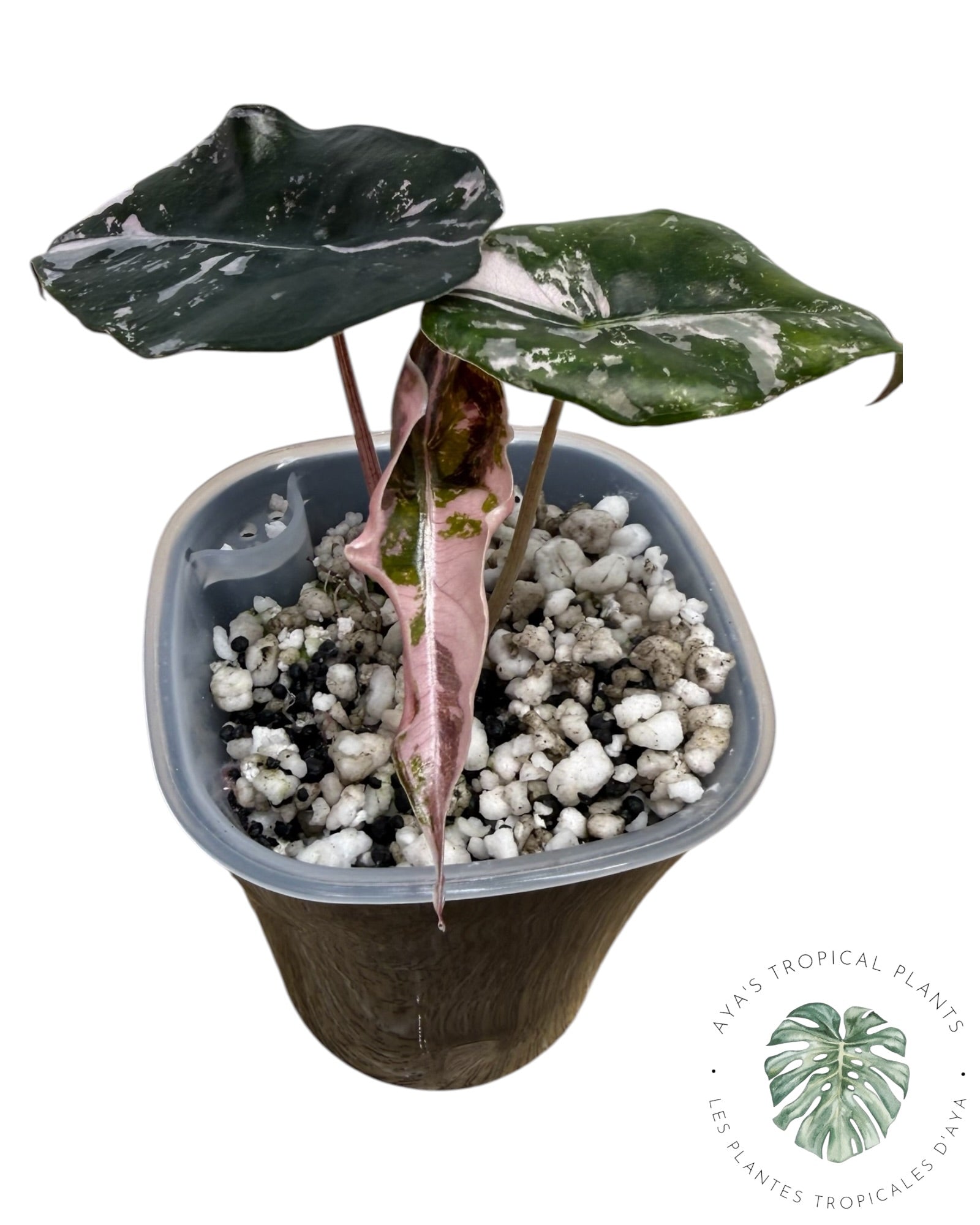 Alocasia Chantrieri Pink Variegated