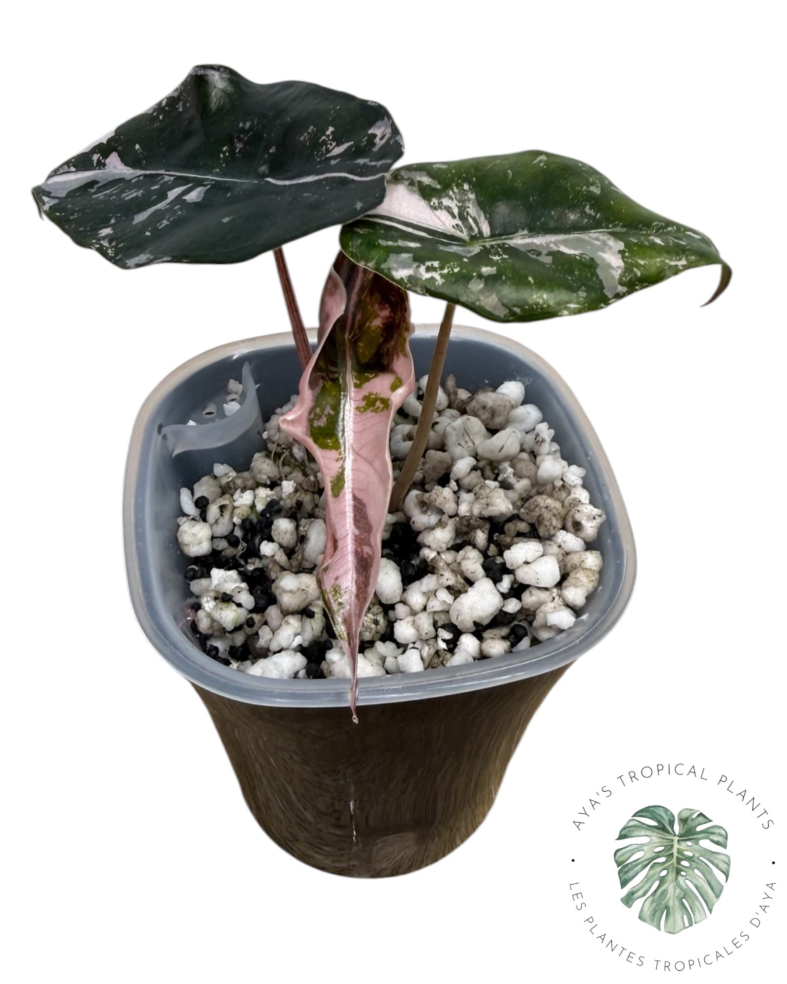 Alocasia Chantrieri Pink Variegated