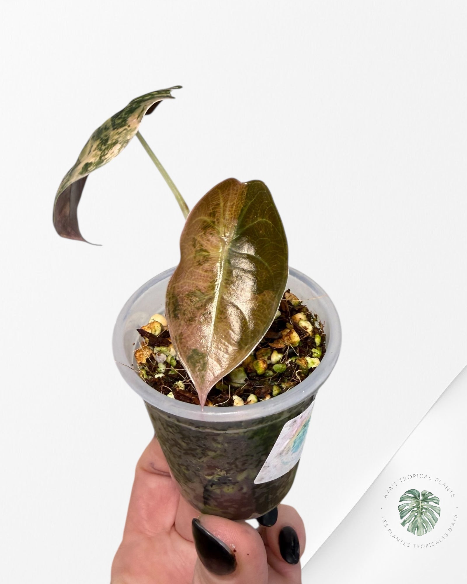 Alocasia Sedenii Variegated Aurea