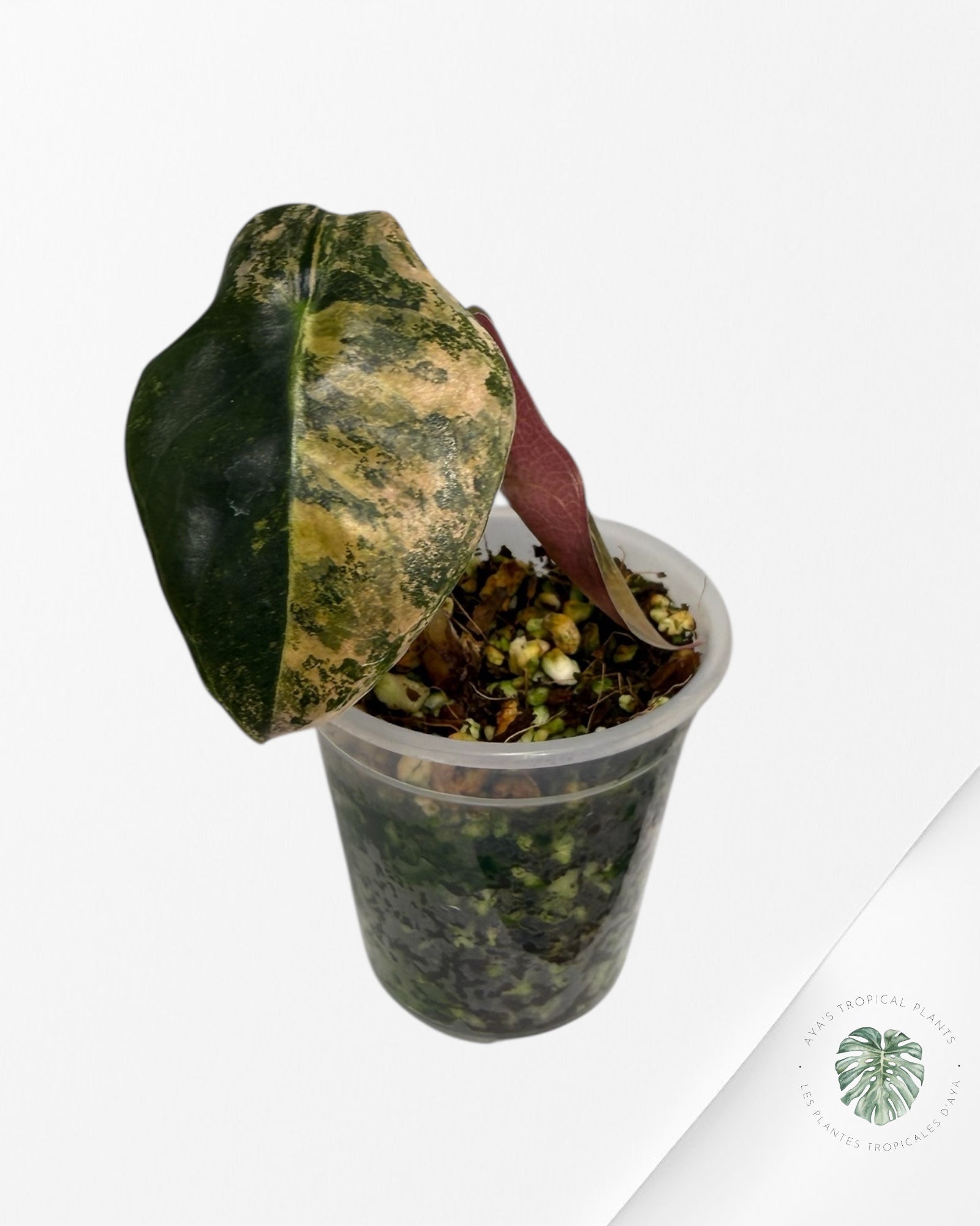 Alocasia Sedenii Variegated Aurea