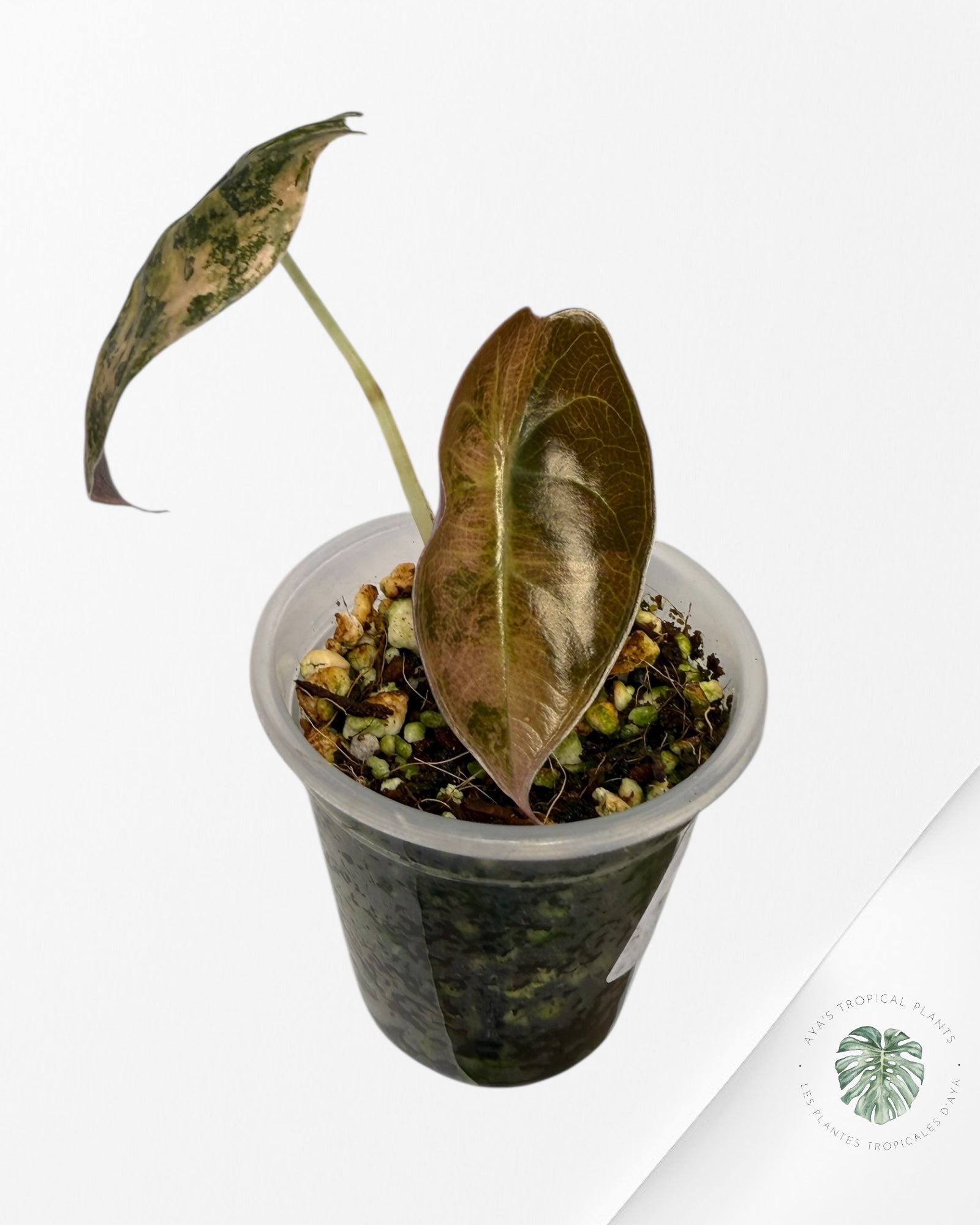 Alocasia Sedenii Variegated Aurea