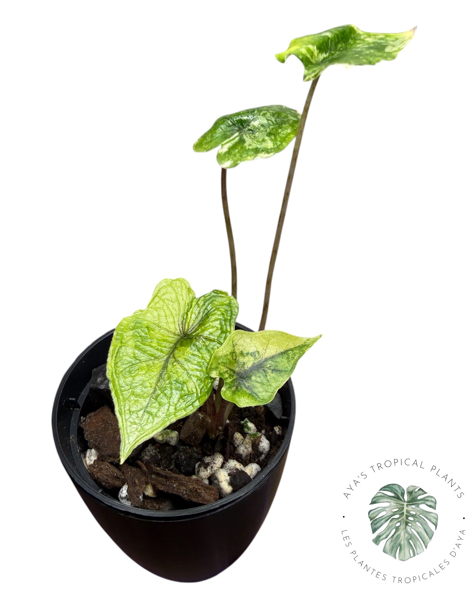 Alocasia Jacklyn Mystic variegated