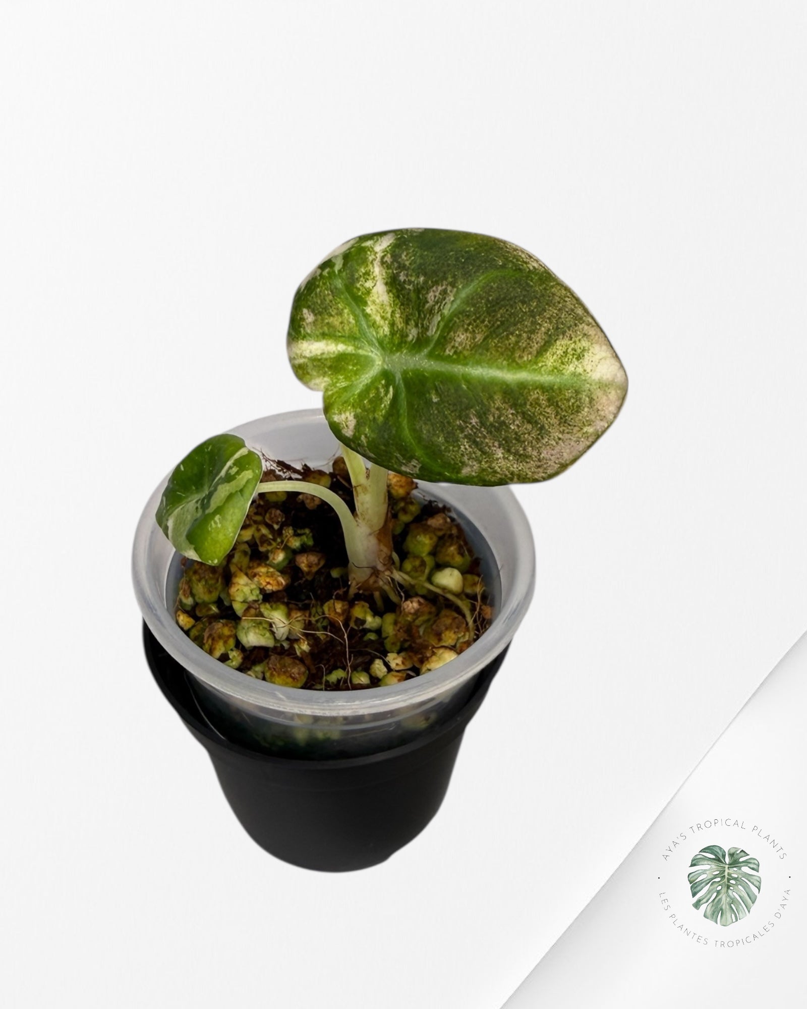 Alocasia Black Velvet Pink Variegated