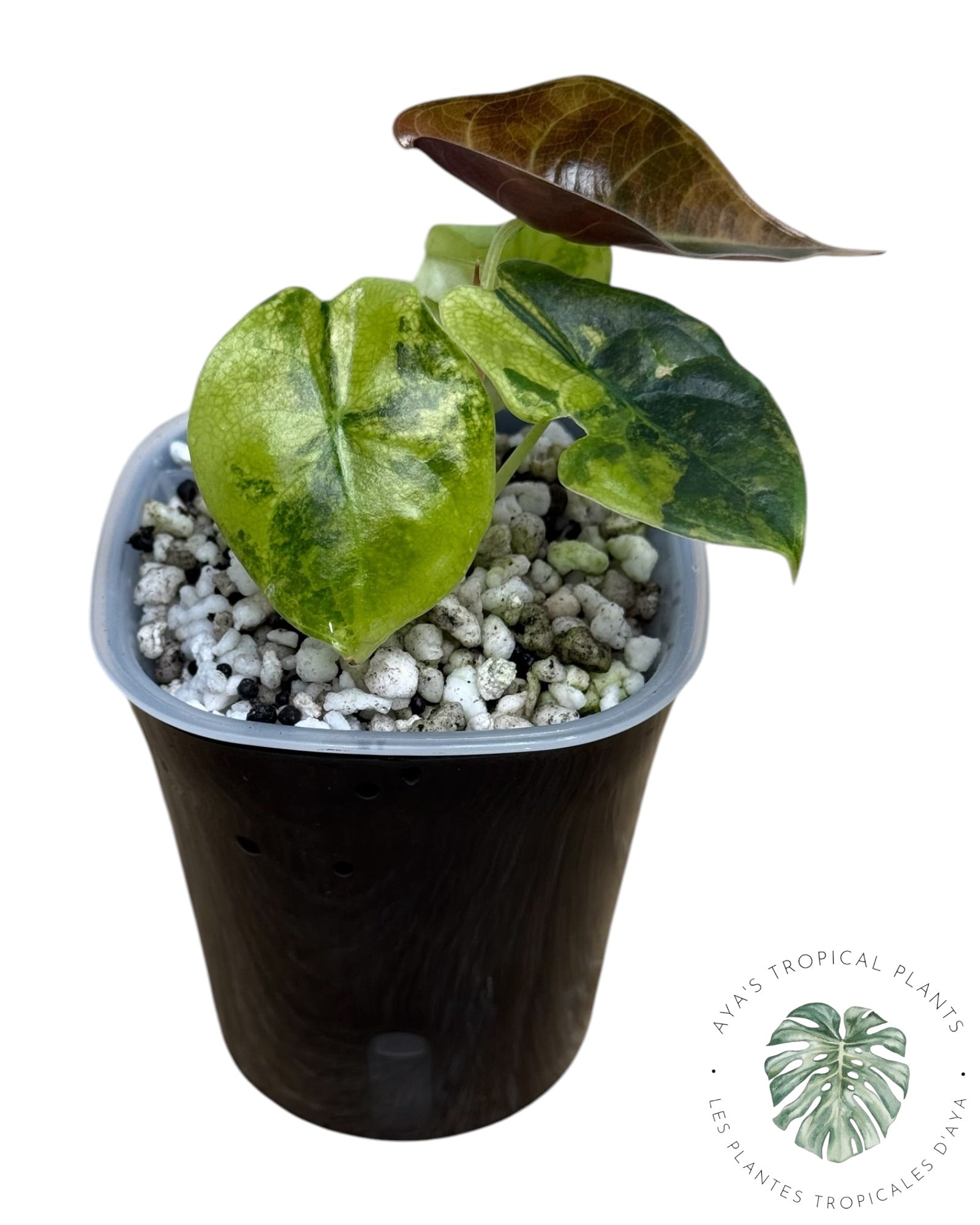 Alocasia suhirmaniana Aurea