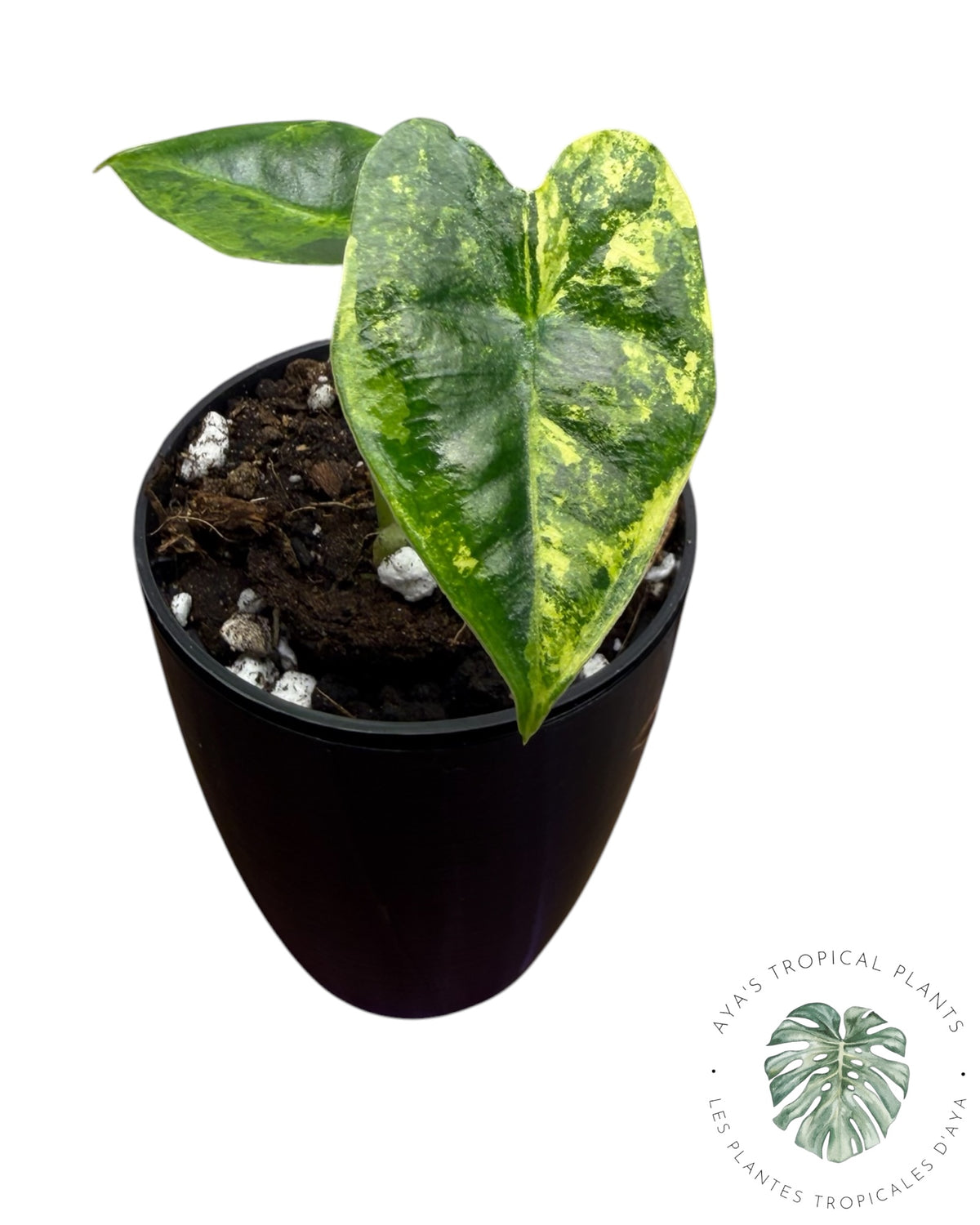 Alocasia Frydek Aurea Variegated