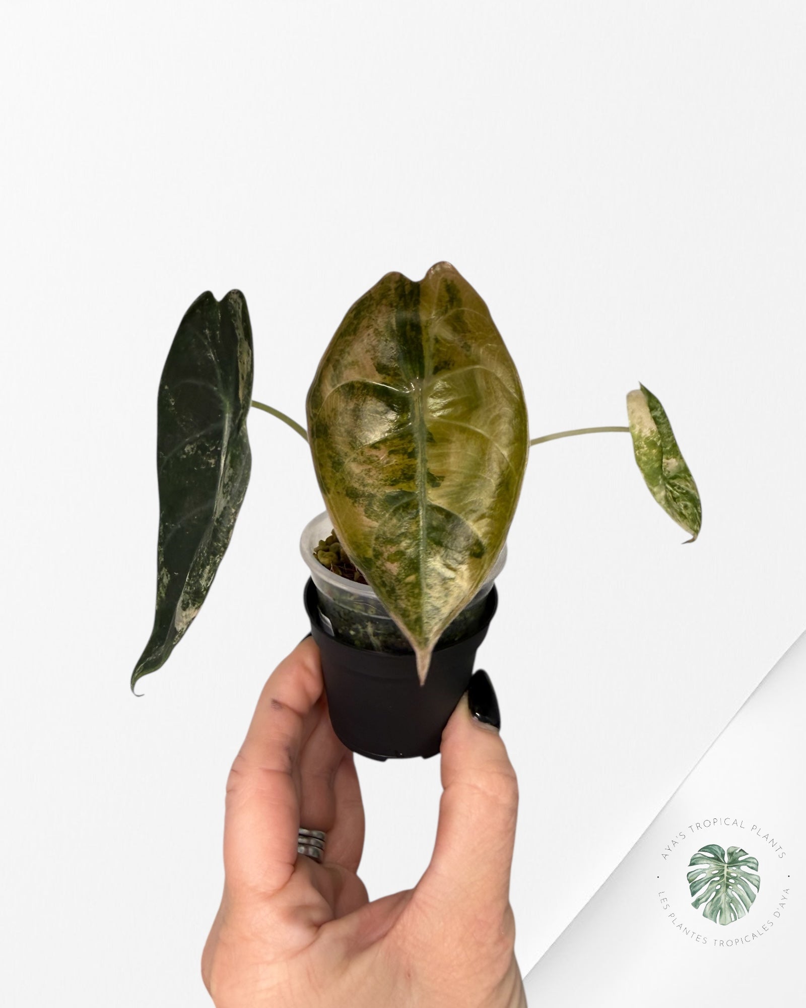 Alocasia Sedenii Variegated Aurea