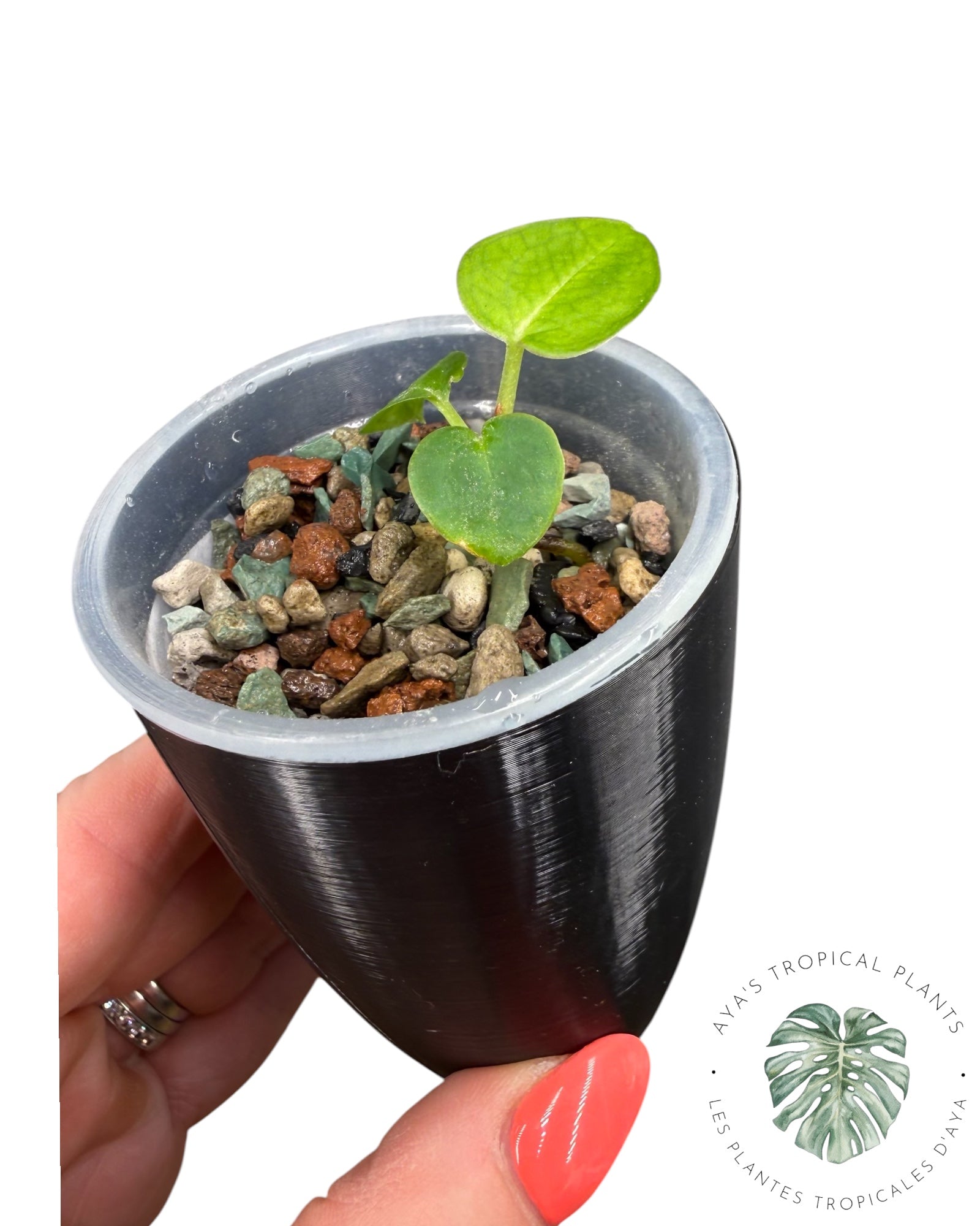 Anthurium Purple Crystallinum