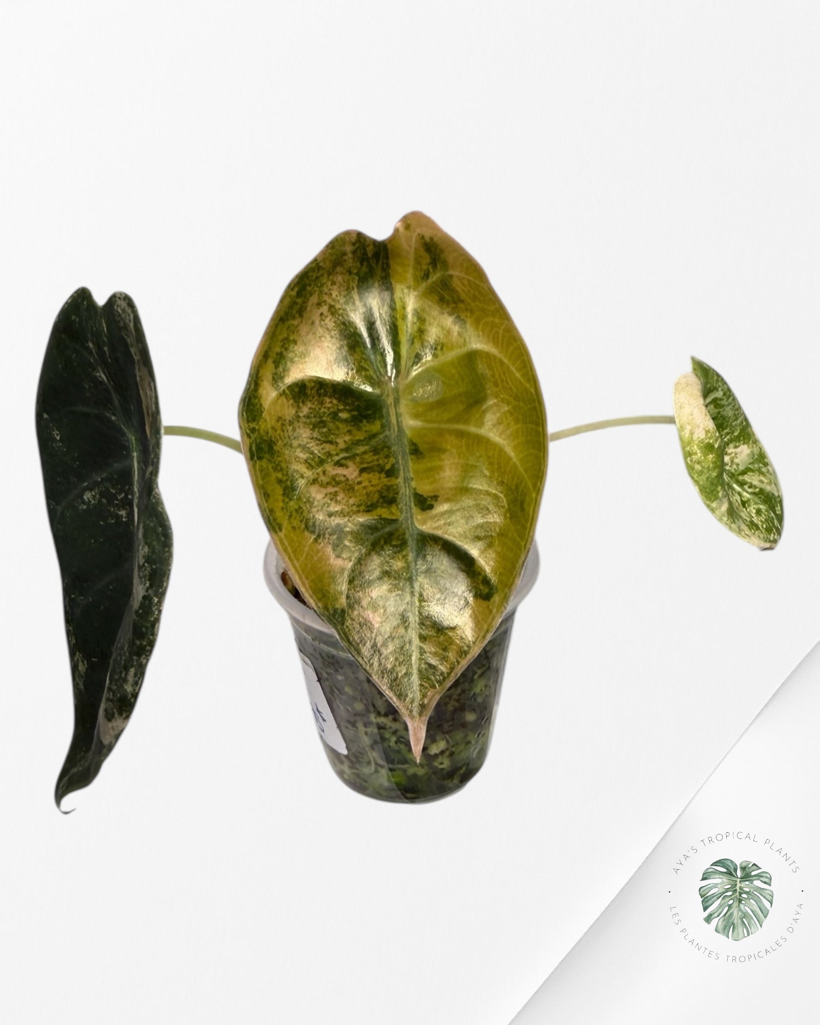 Alocasia Sedenii Variegated Aurea| Rare TC Plant| Aya's Tropical Plants
