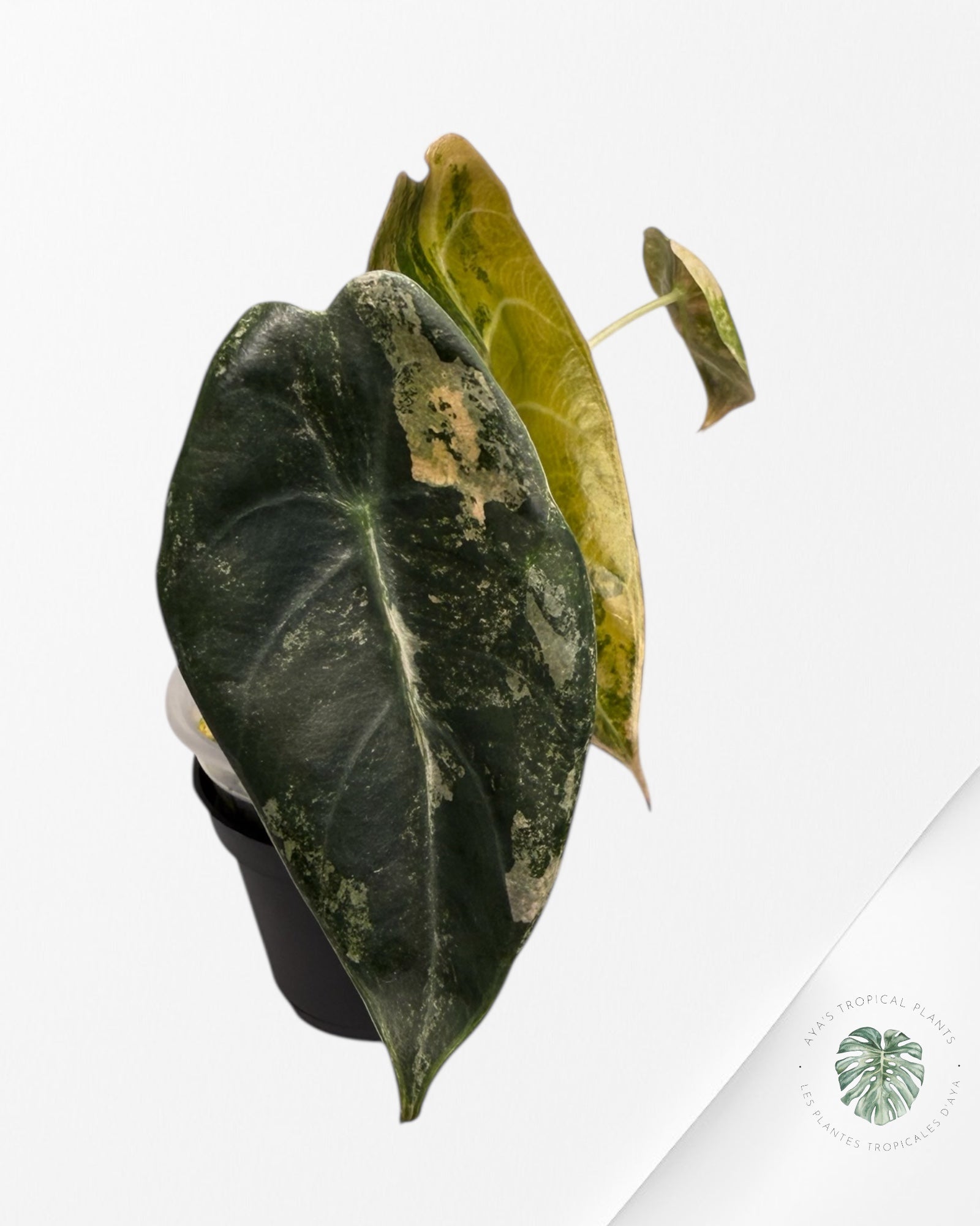 Alocasia Sedenii Variegated Aurea