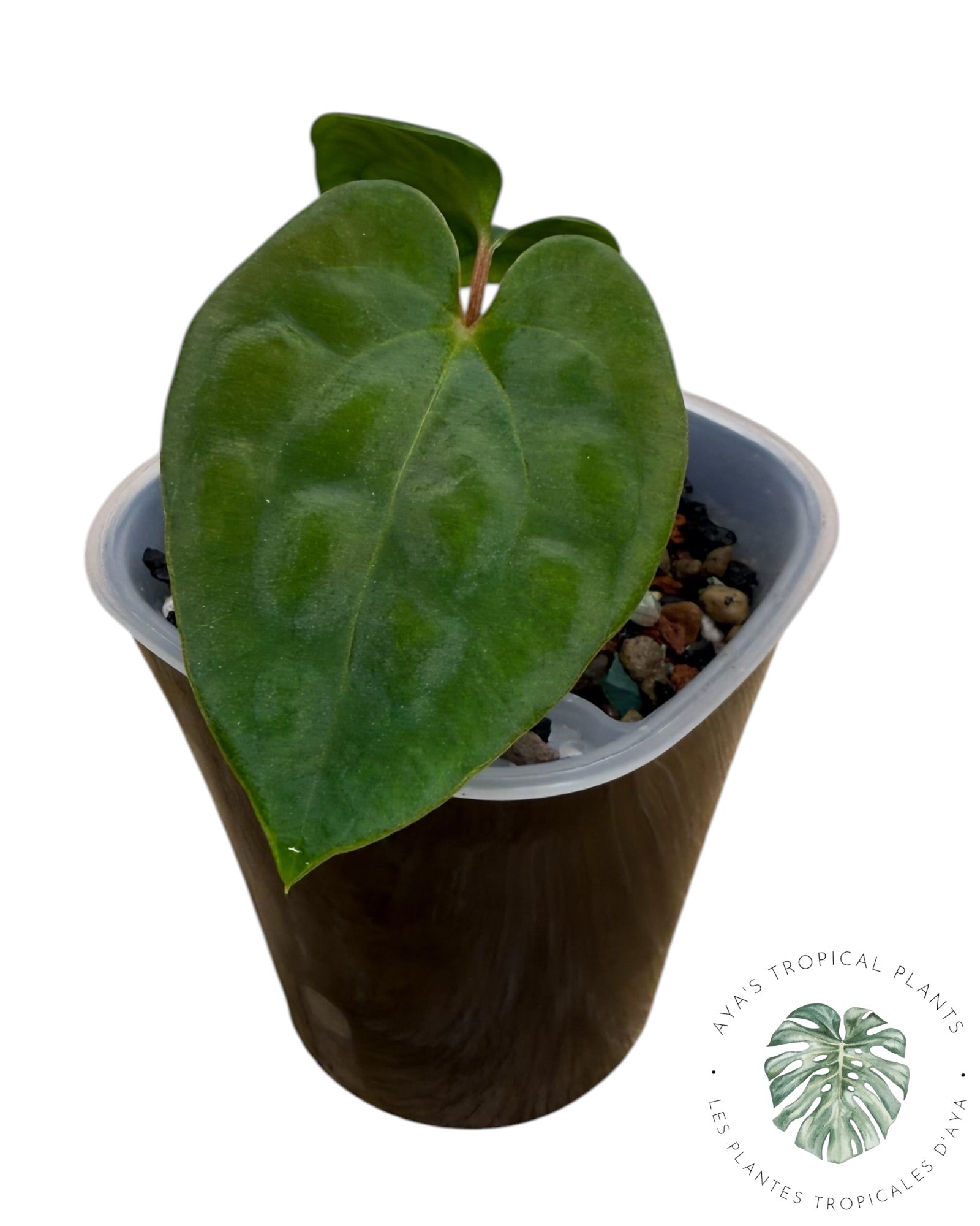 Anthurium Black Magic