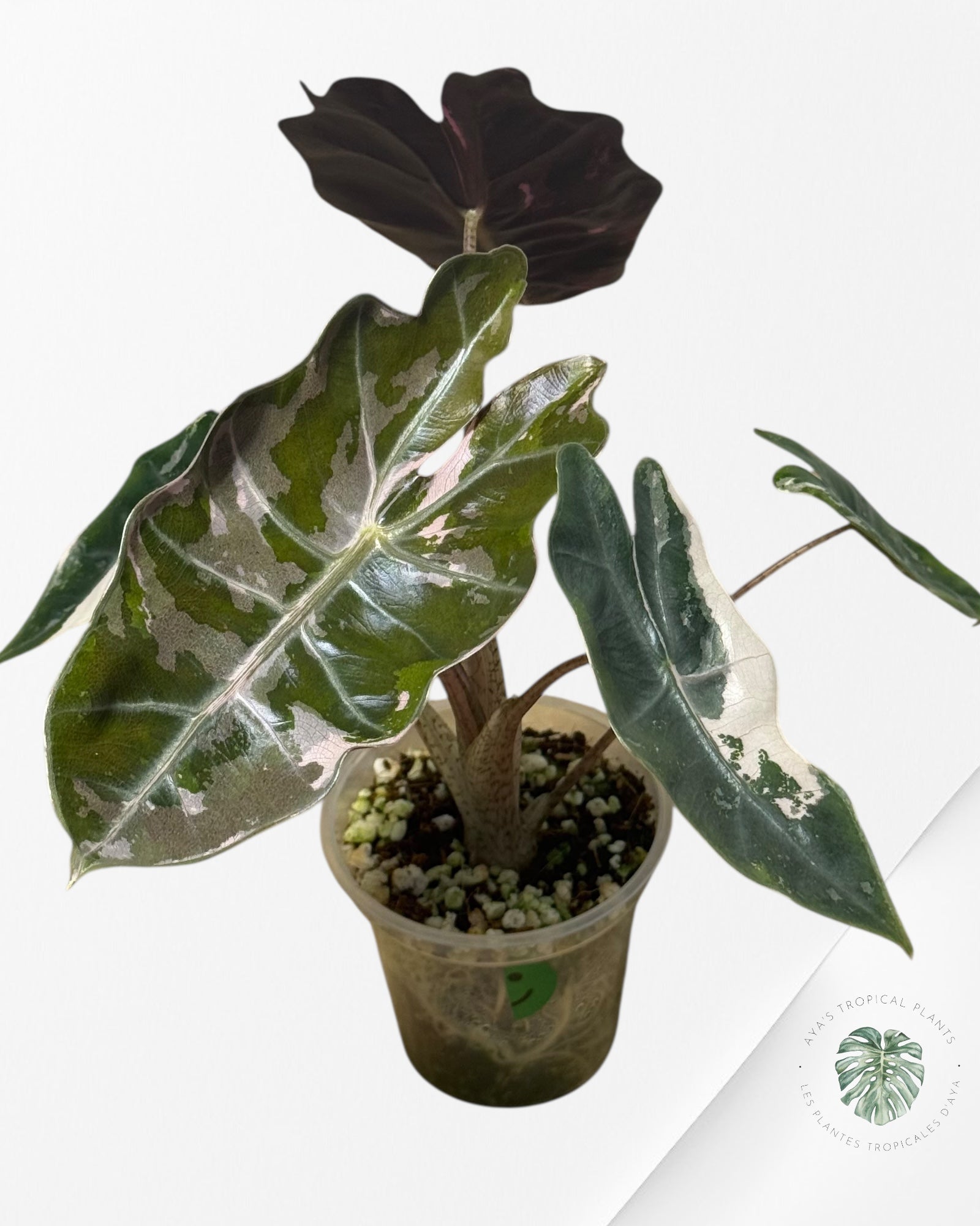 Alocasia Pseudo Sanderiana Albo/Rose - 267