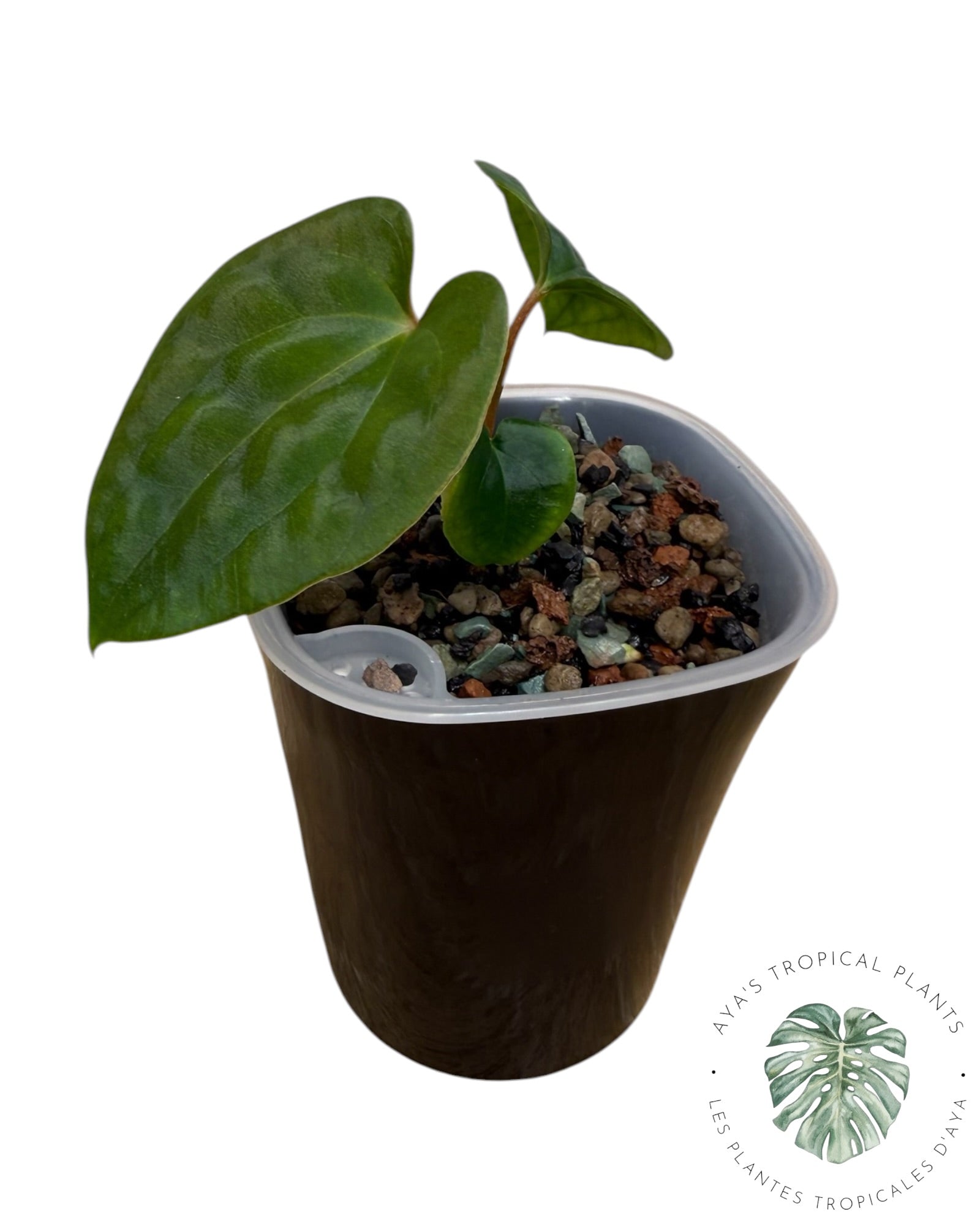 Anthurium Black Magic