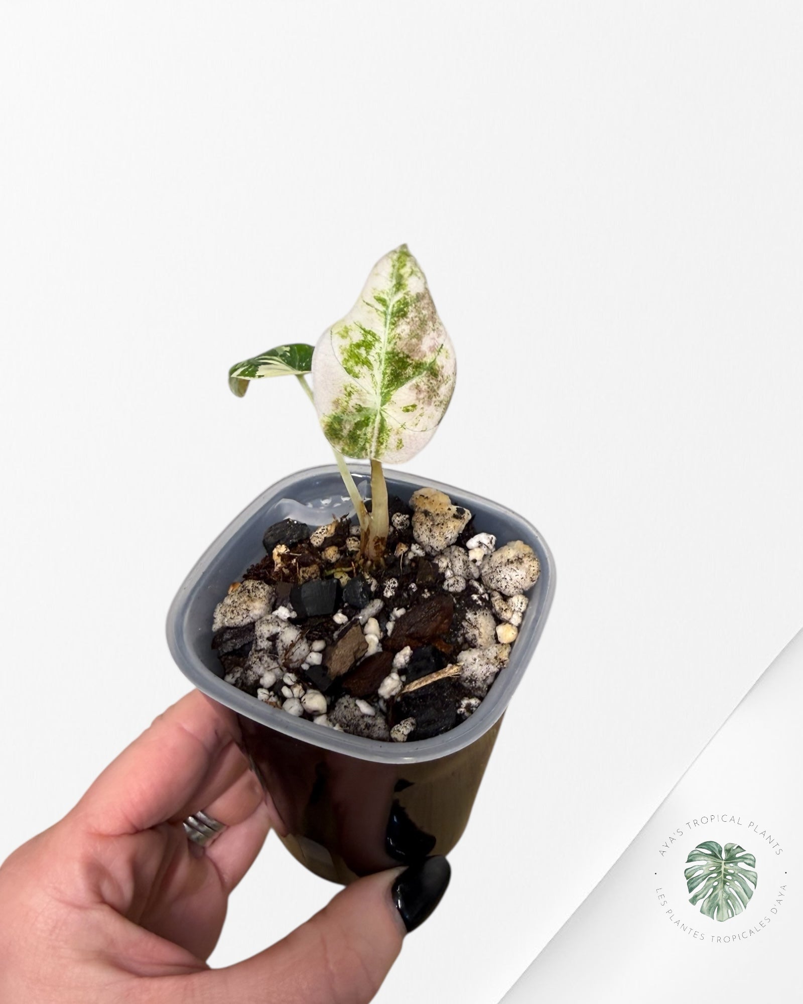 Alocasia Black Velvet Pink Variegated