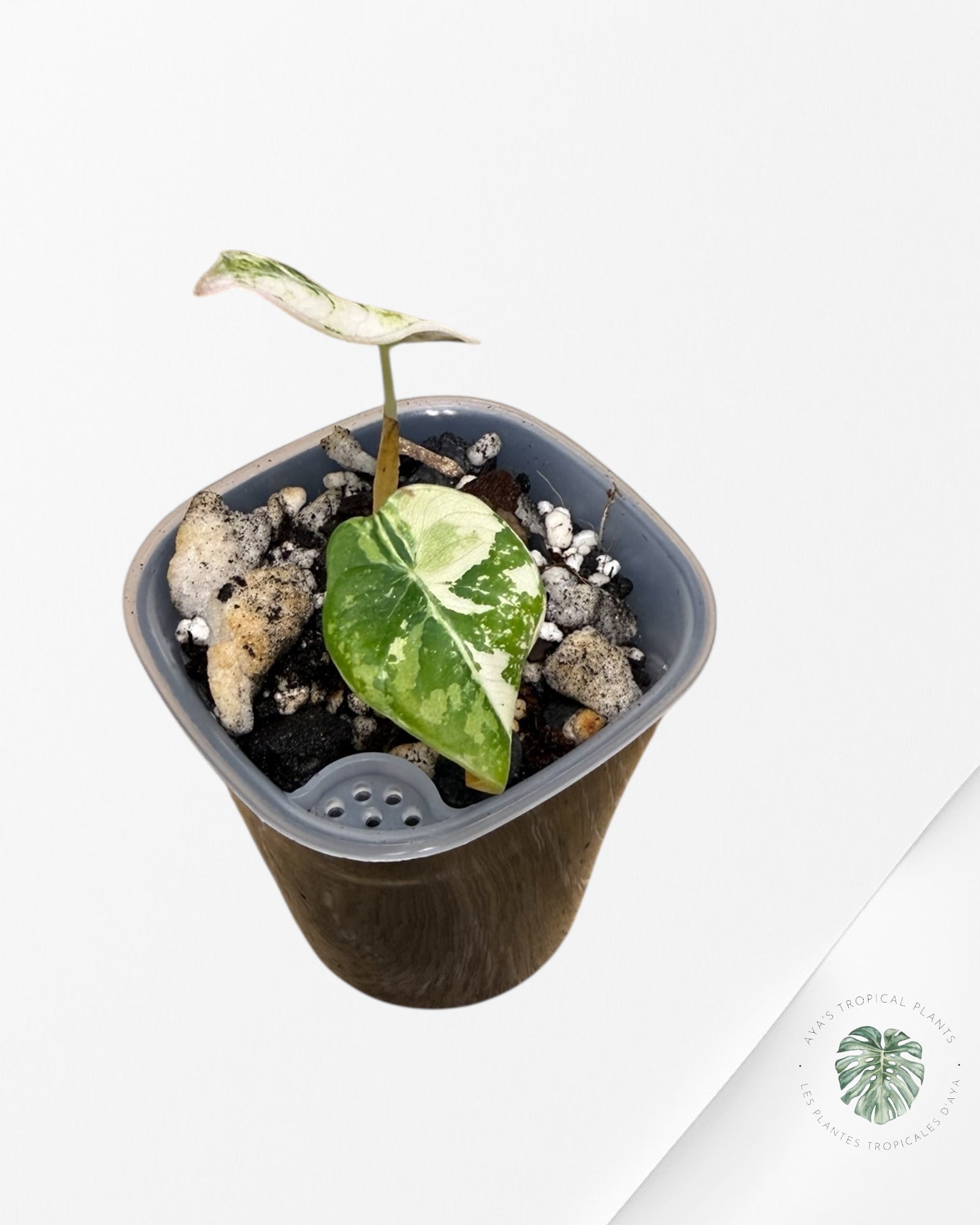 Alocasia Black Velvet Pink Variegated