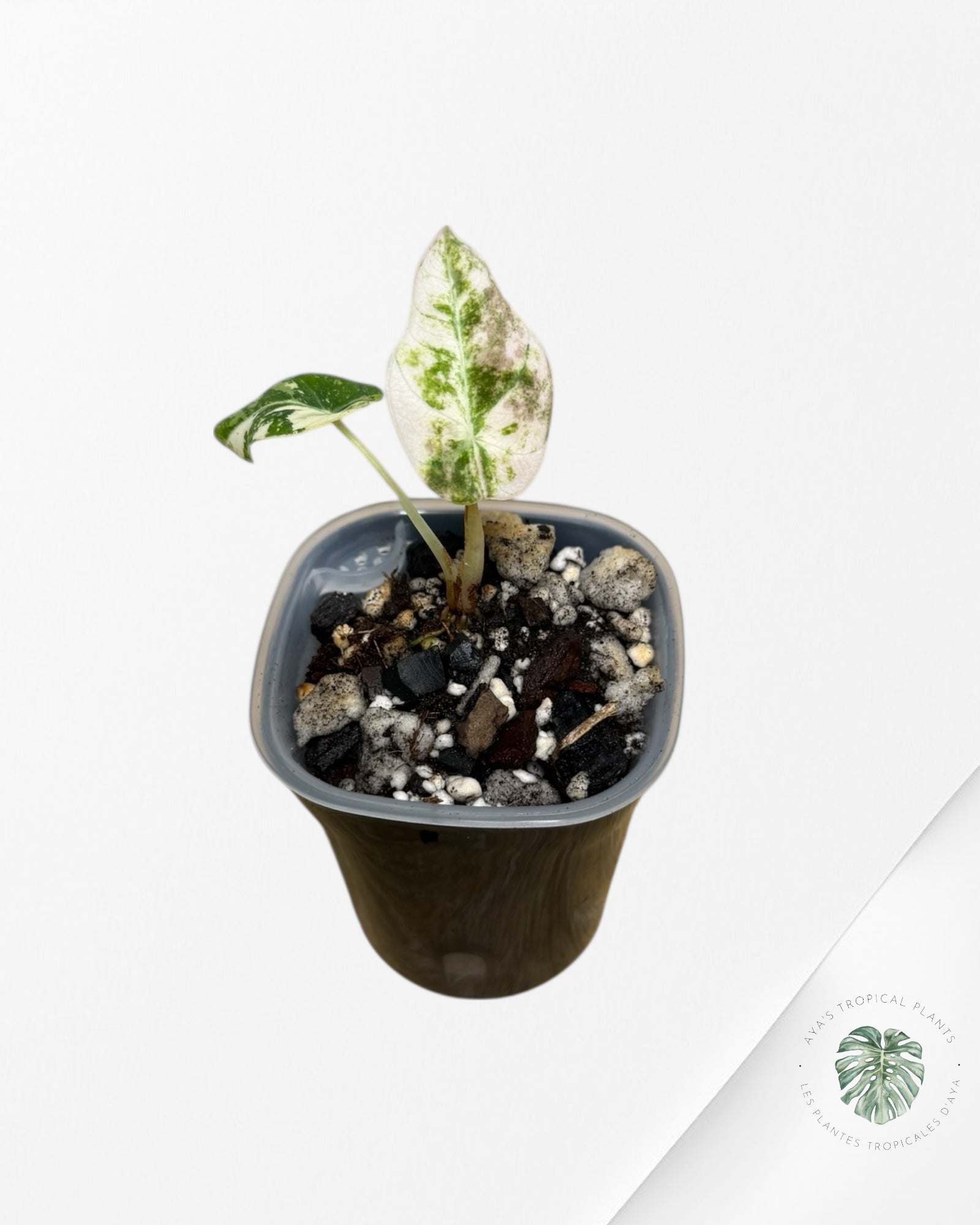 Alocasia Black Velvet Pink Variegated