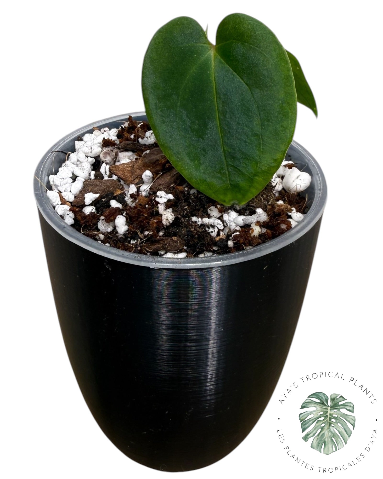 Anthurium Black Magic