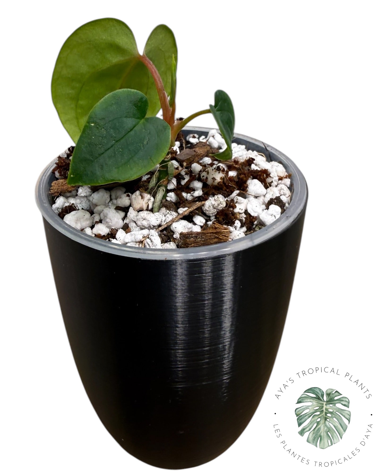 Anthurium Black Magic