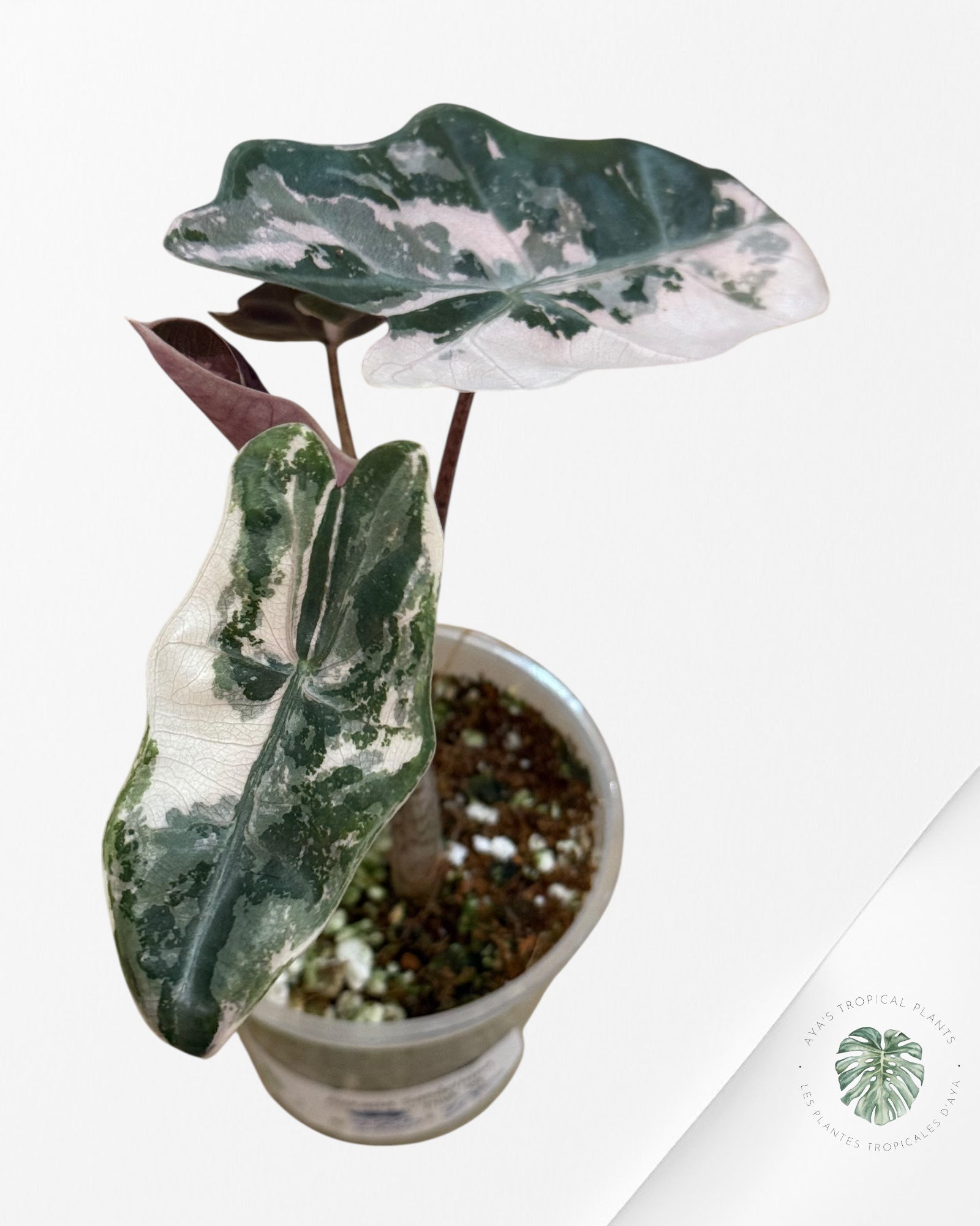 Alocasia Pseudo Sanderiana Albo/Rose - 333