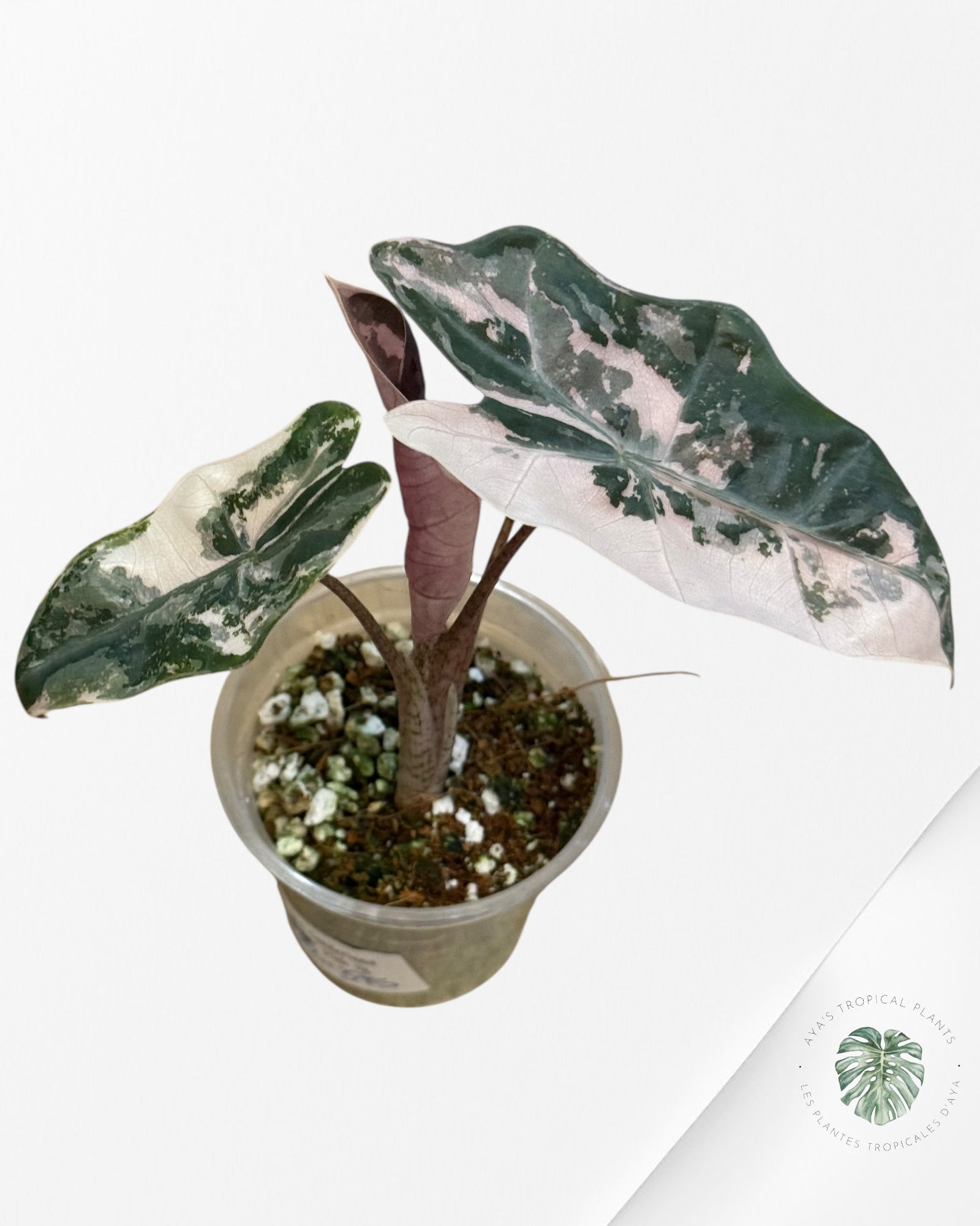 Alocasia Pseudo Sanderiana Albo/Rose - 333