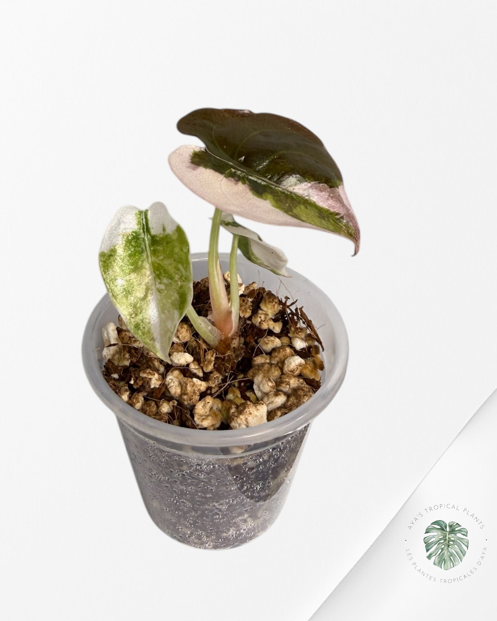 Alocasia Cuprea Pink/Albo Variegated | Rare TC Plant| Aya's Tropical Plants