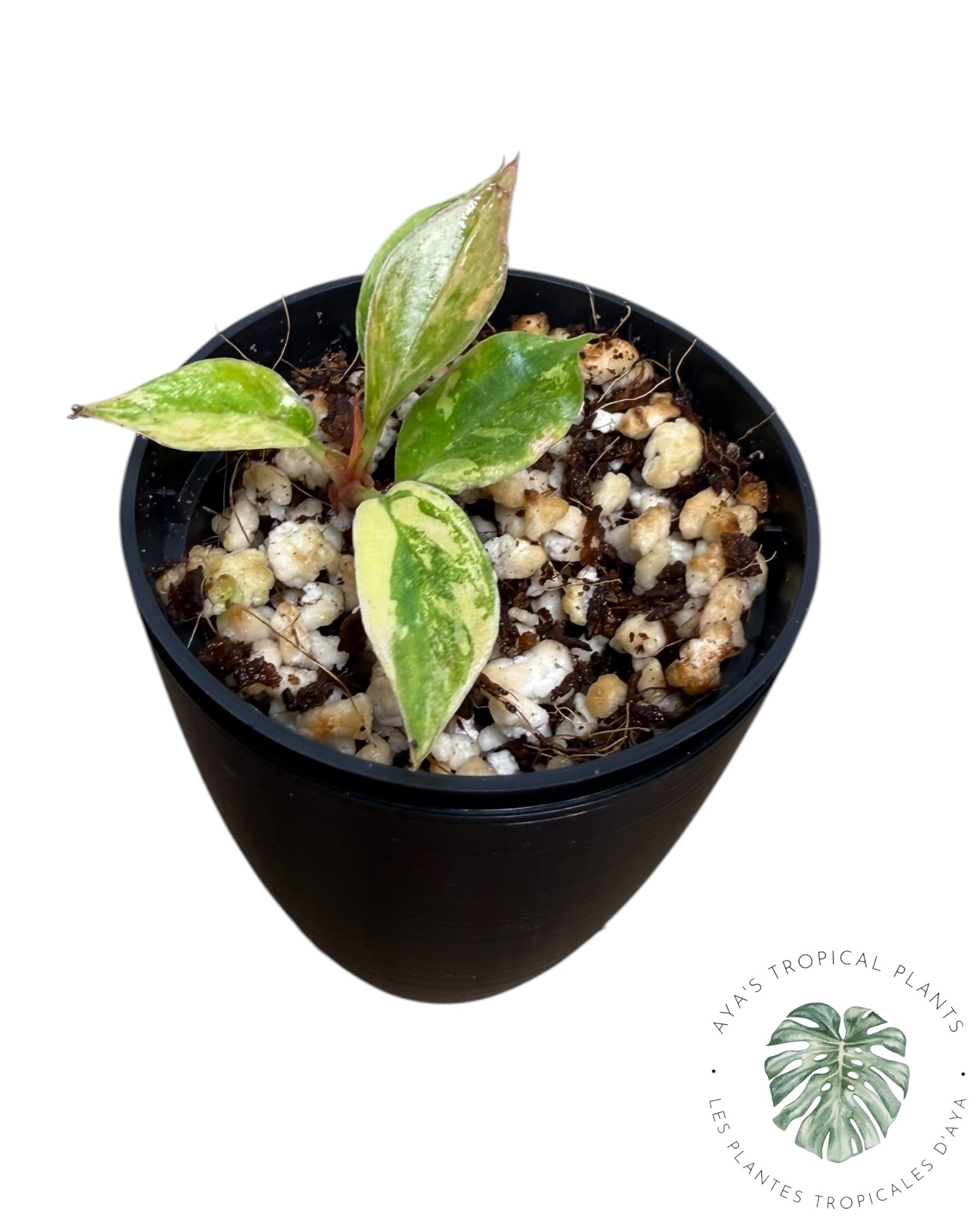 Philodendron Caramel Marble ‘Fire Tiger’