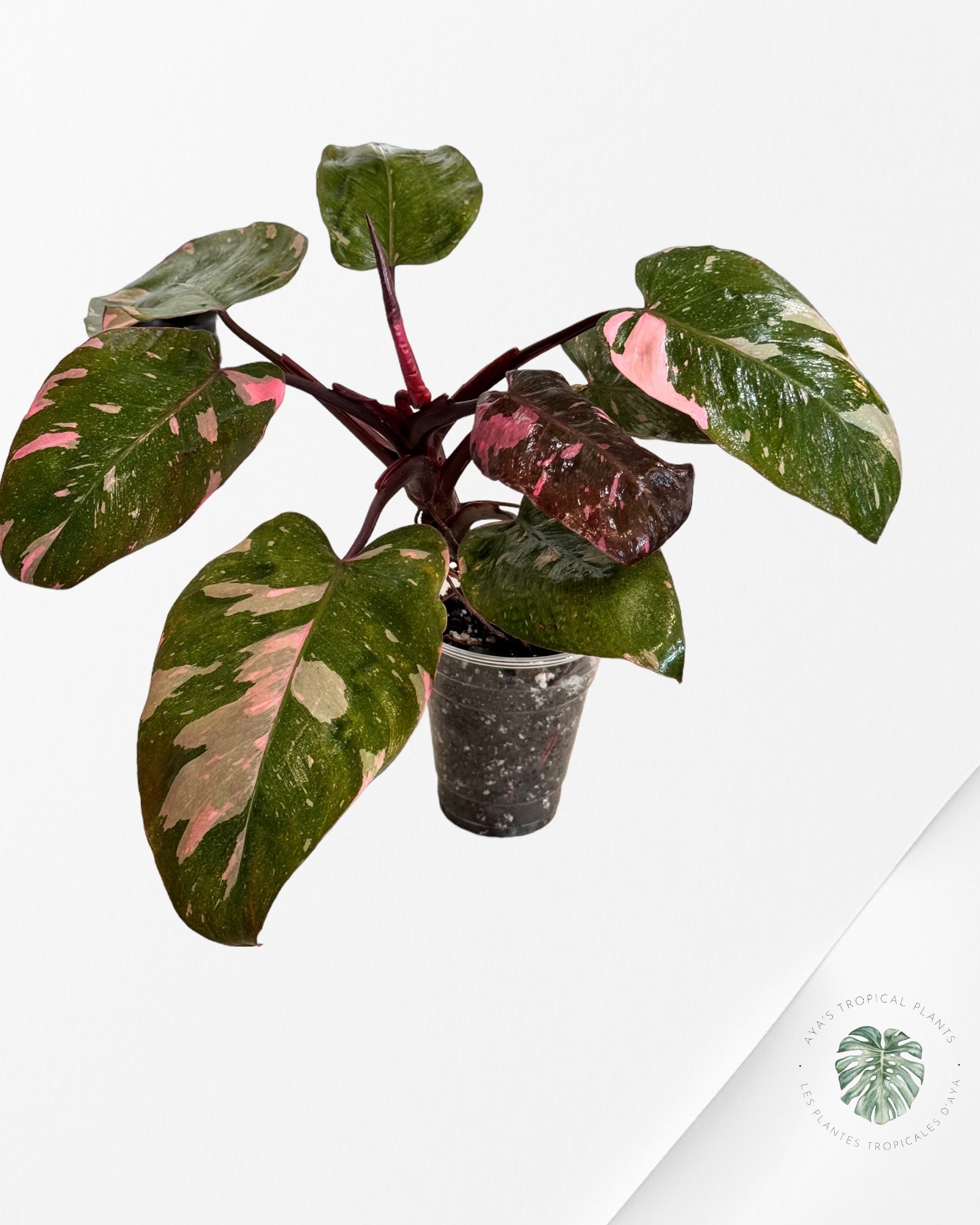 Alocasia Black Velvet Ninja JA04