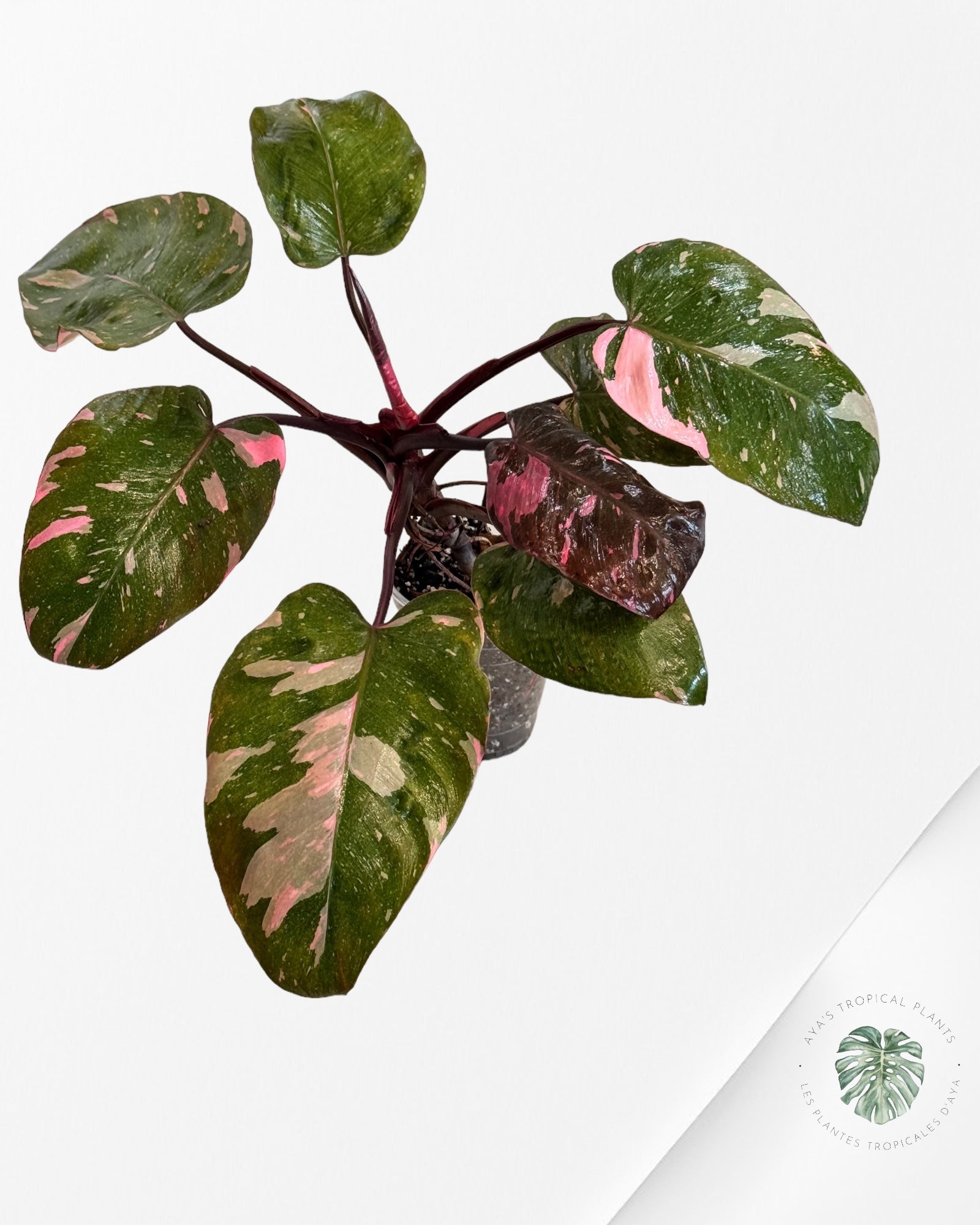Alocasia Black Velvet Ninja JA05