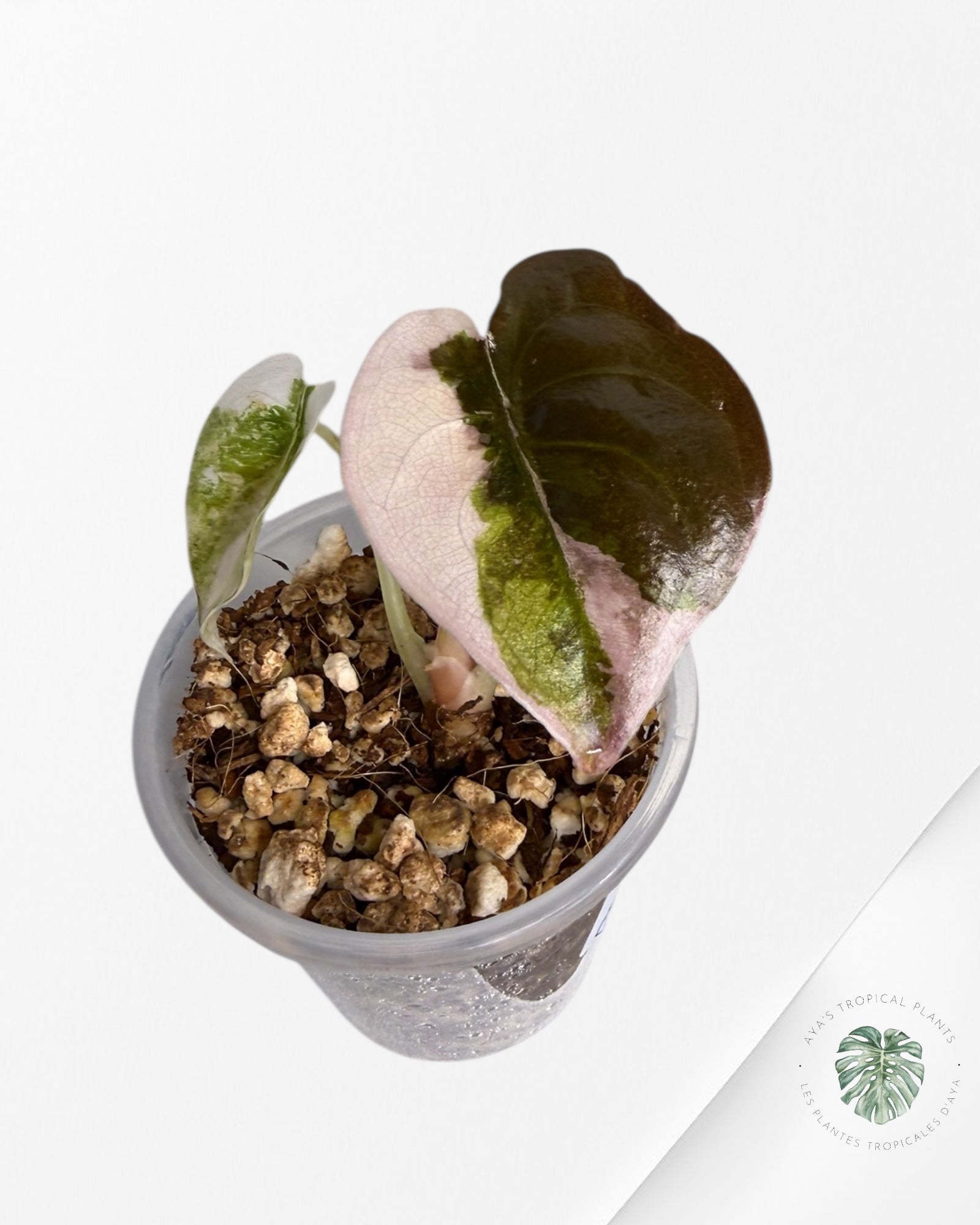 Alocasia Cuprea Pink/Albo Variegated | Rare TC Plant| Aya's Tropical Plants