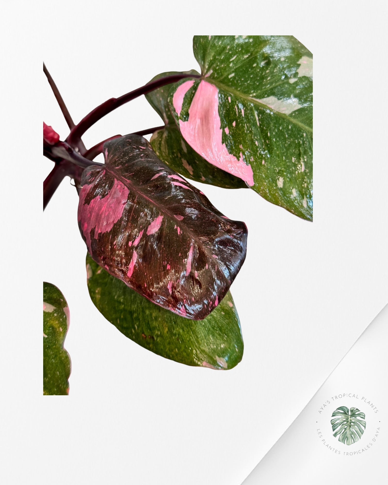 Alocasia Black Velvet Ninja JA05