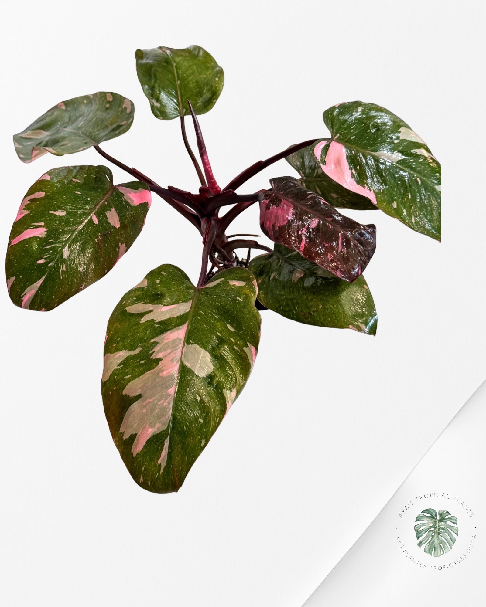 Alocasia Black Velvet Ninja JA05
