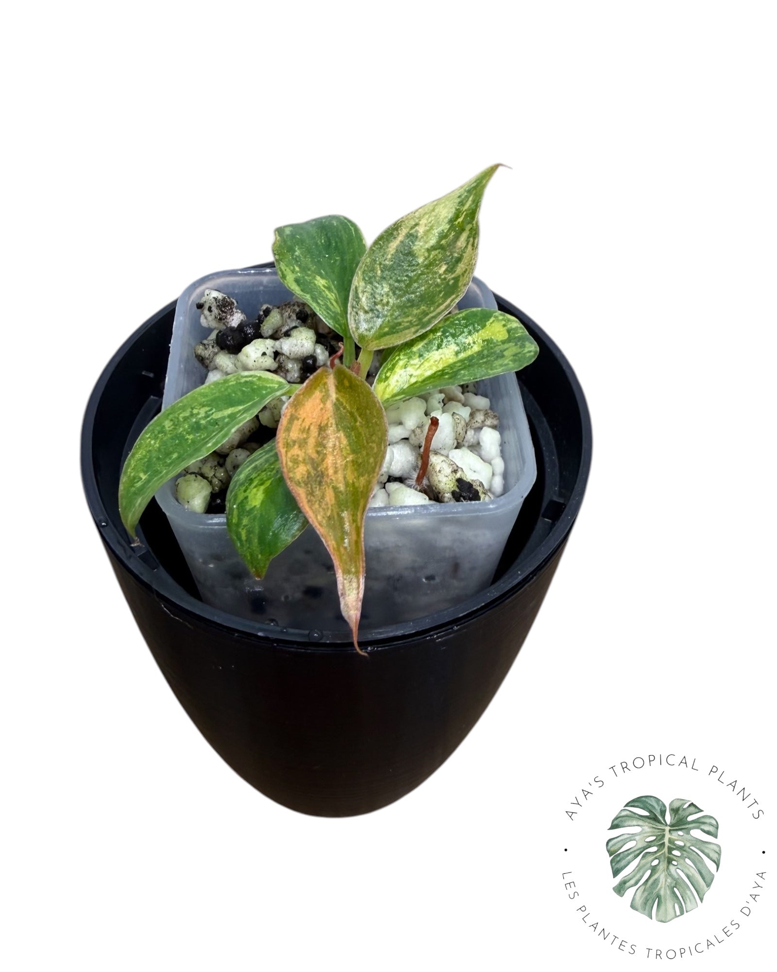 Philodendron Caramel Marble ‘Fire Tiger’