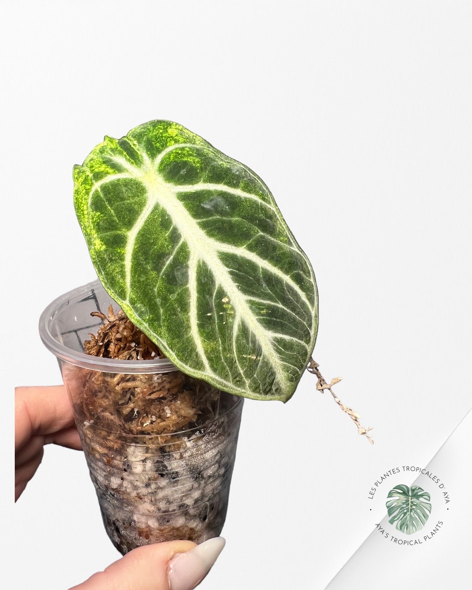 Alocasia Black Velvet Ninja JA03