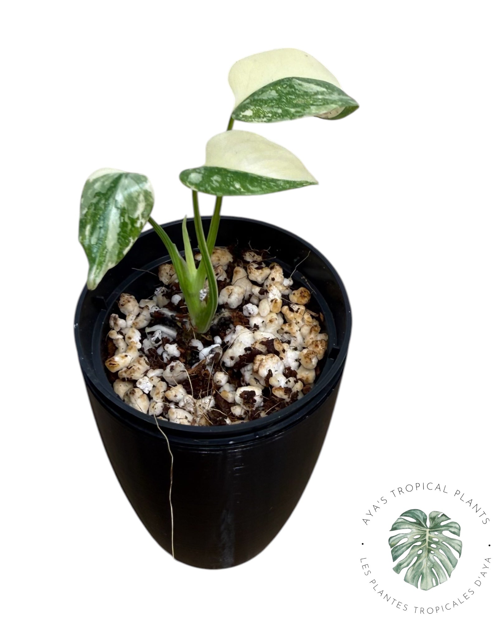 Monstera Thai Constellation Creme Brûlée