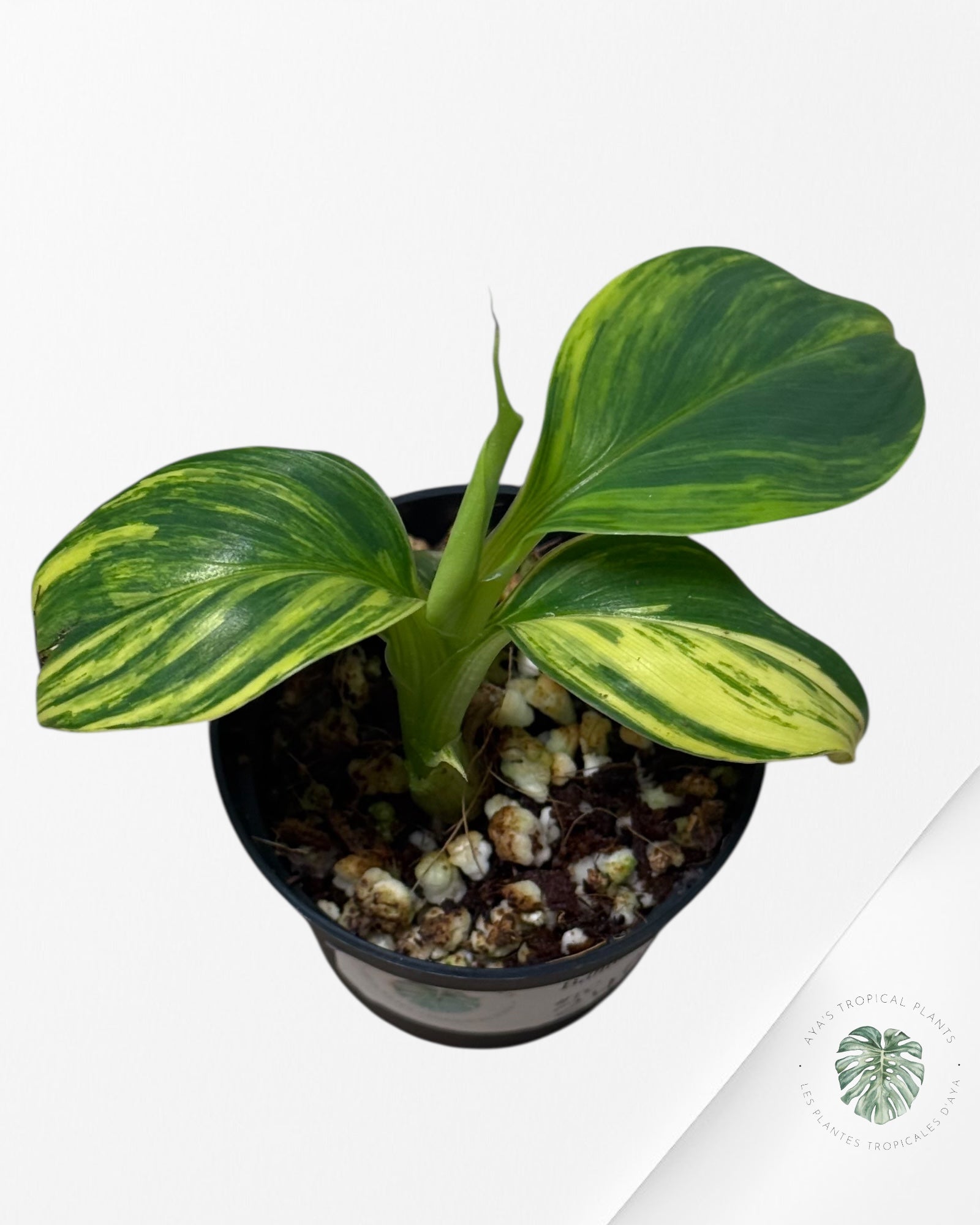 Banana Tree (Aurea) Variegated - 24B