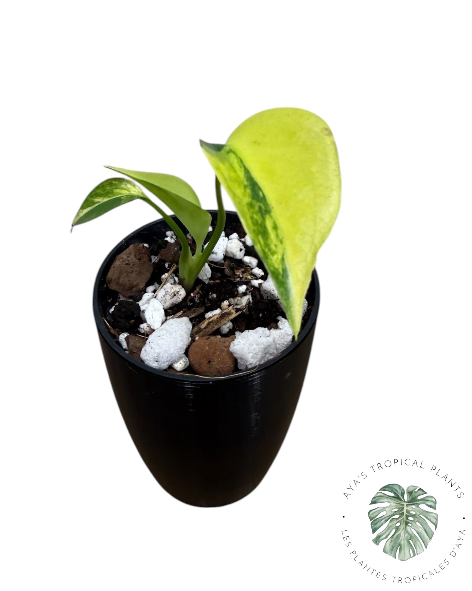 Monstera Aurea Variegated