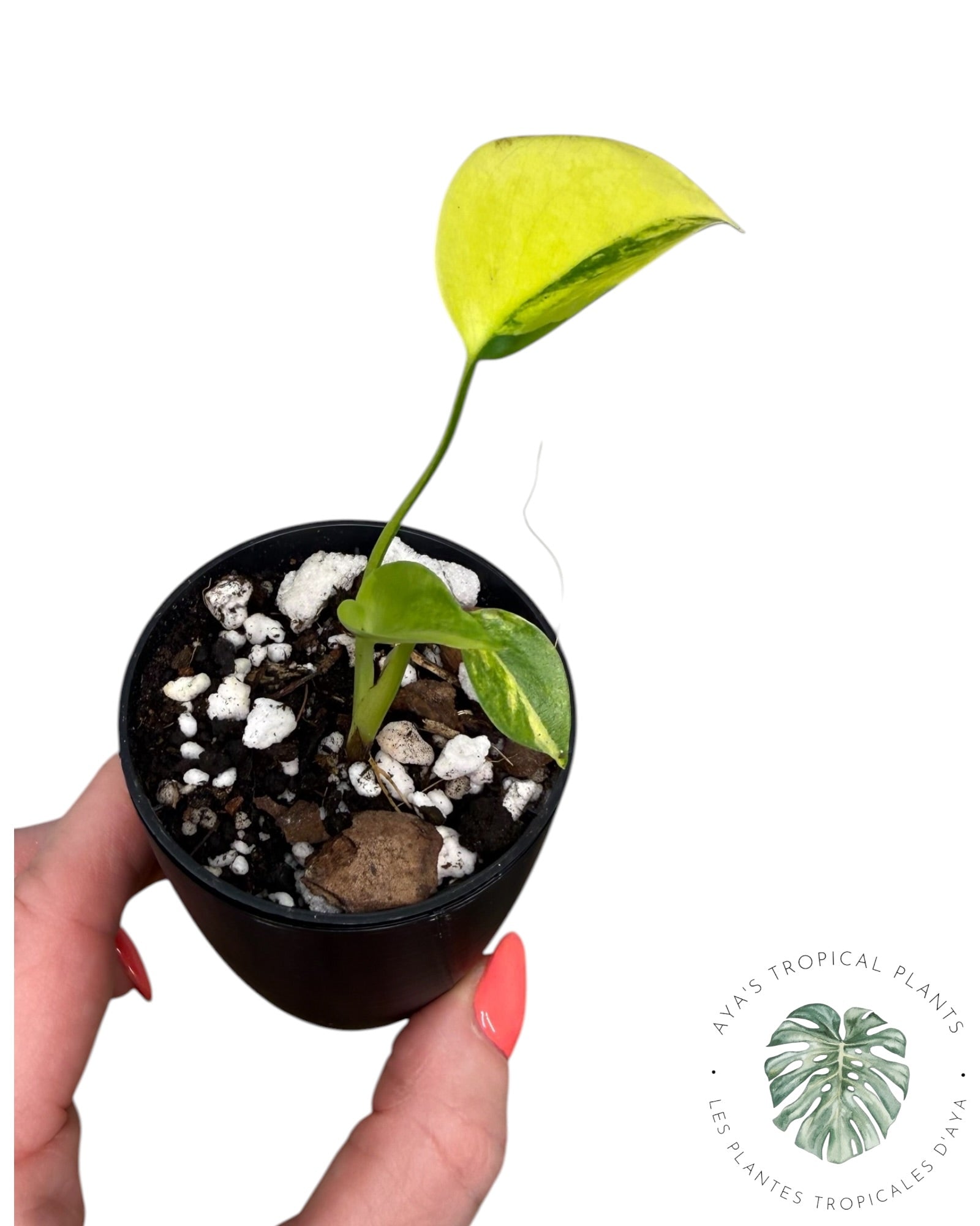 Monstera Aurea Variegated