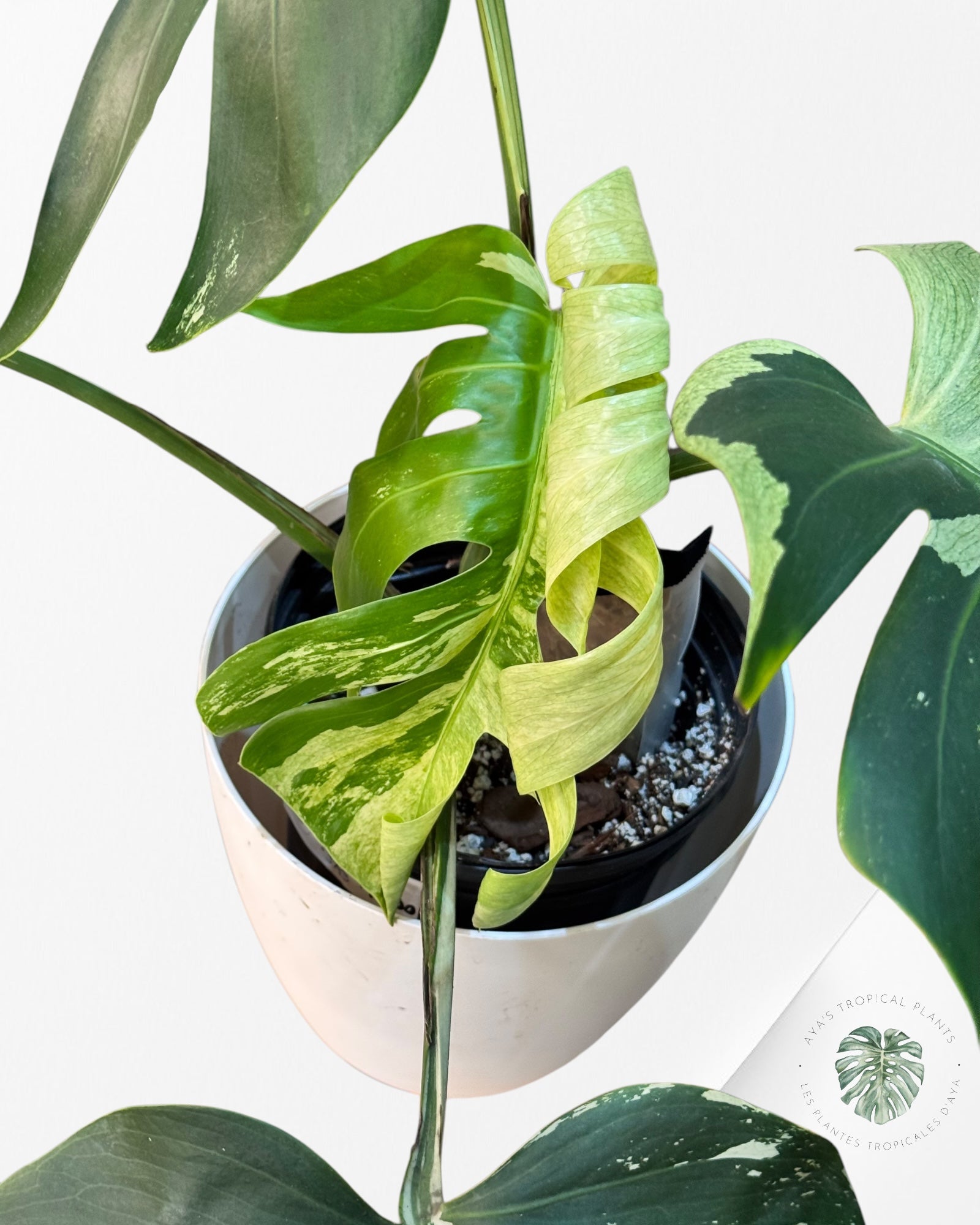 Monstera Adansonii Mint