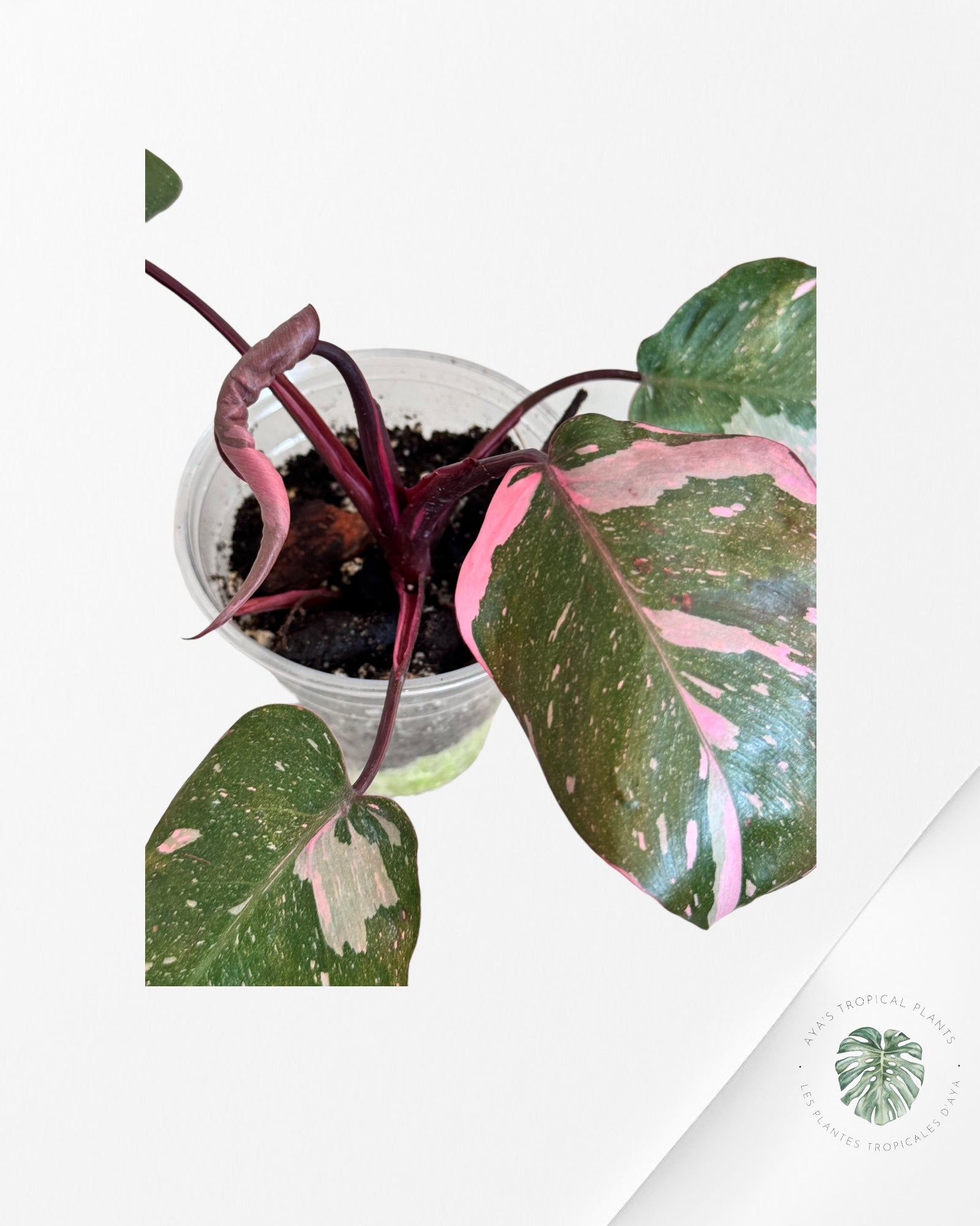 Monstera Adansonii Mint