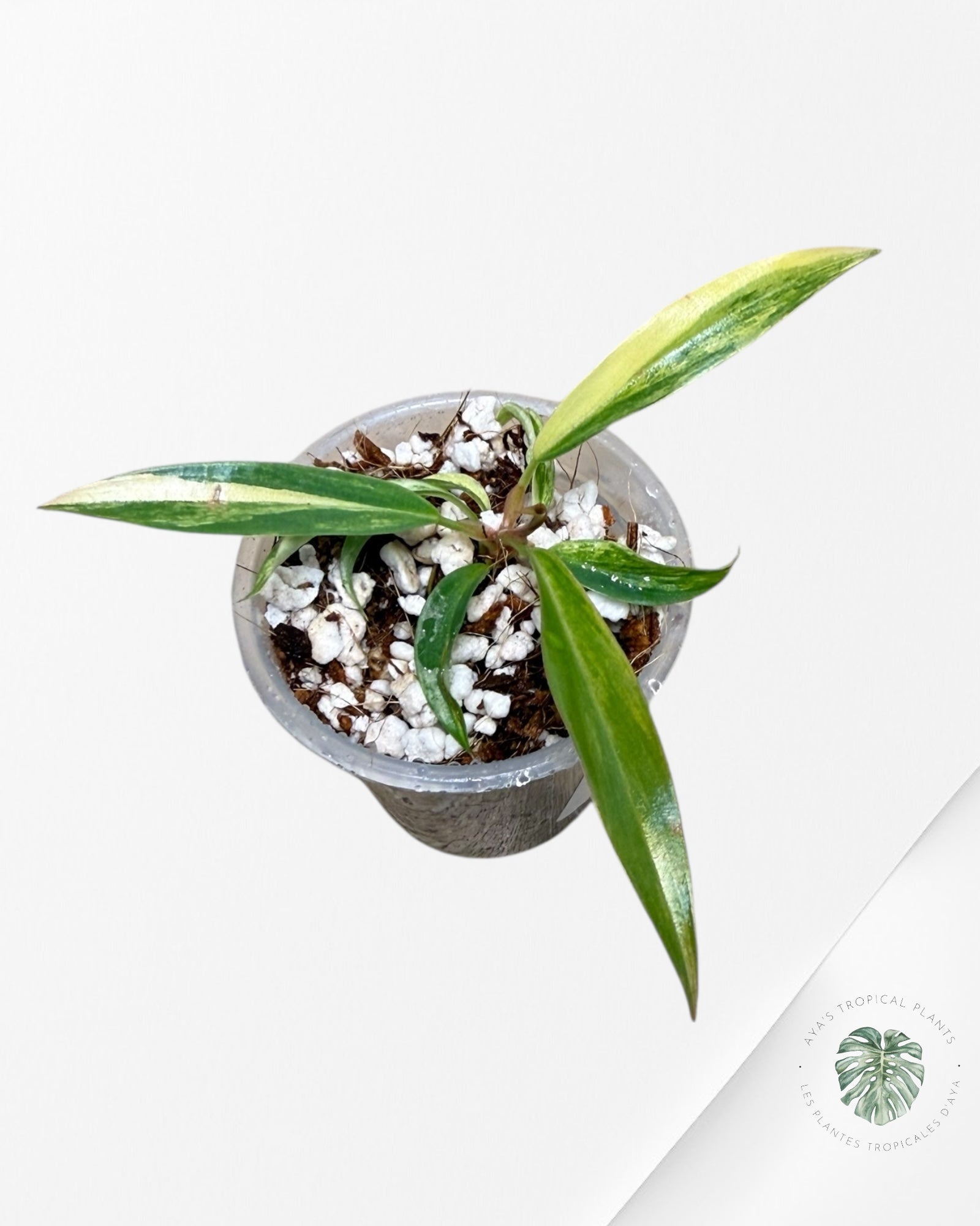 Philodendron Caramel Marble