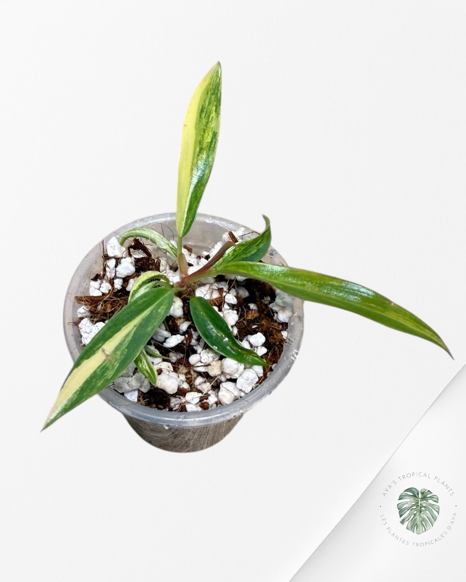 Philodendron Caramel Marble | Plante rare cultivée en culture tropicale | Plantes tropicales d'Aya